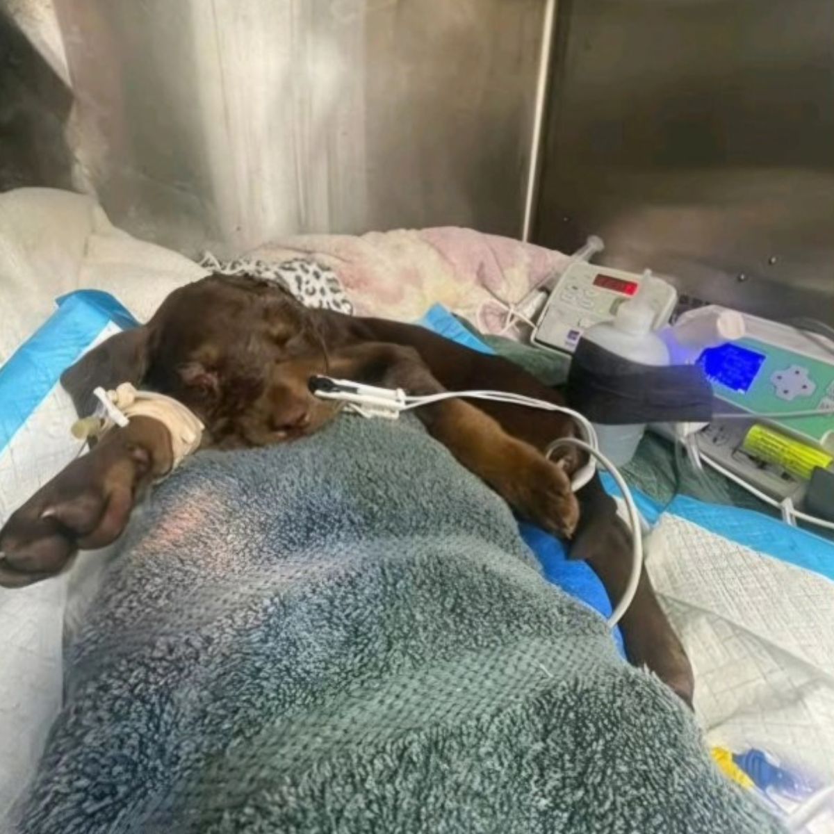 injured dog at vets