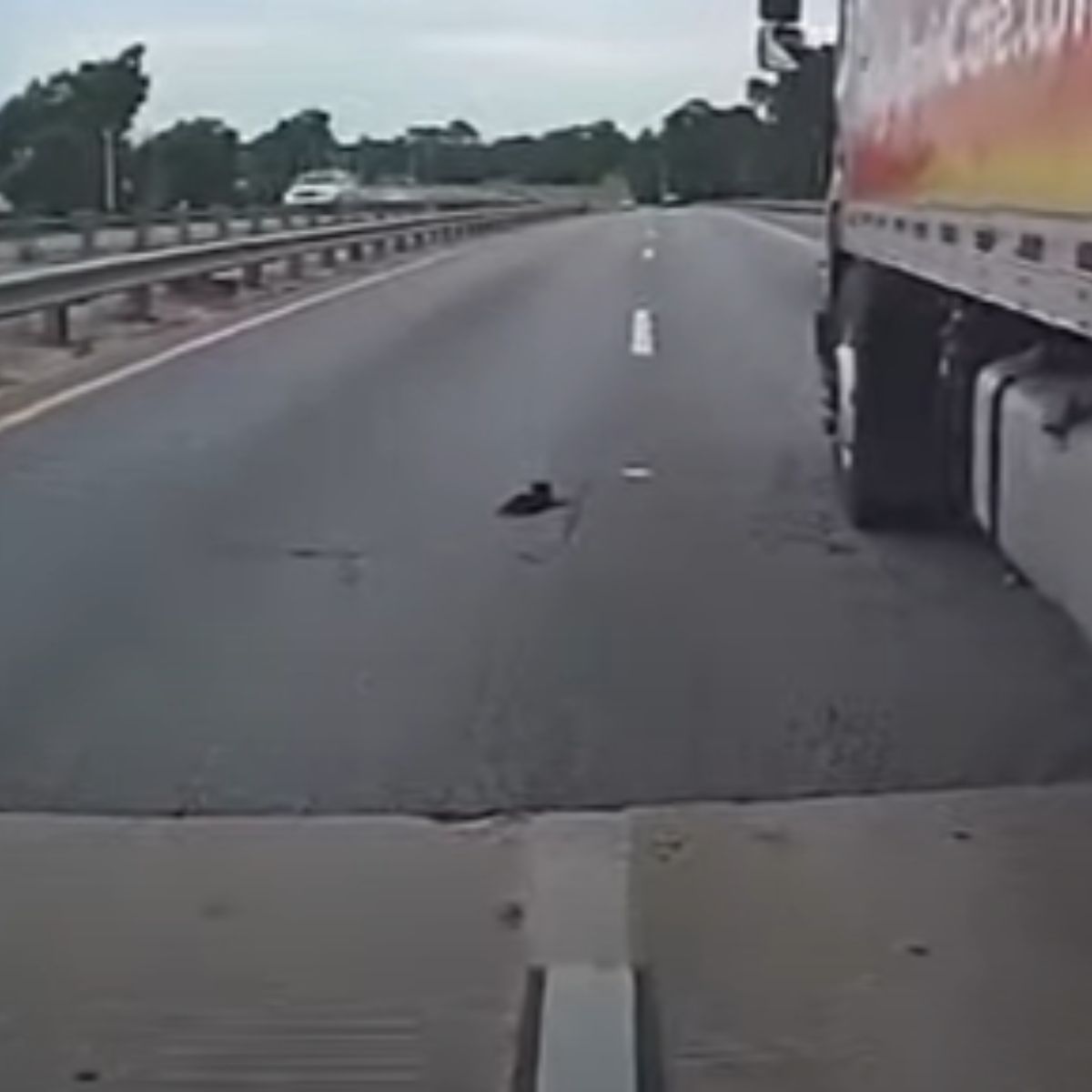 kitten on road