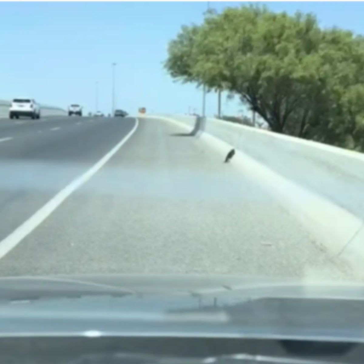 kitten on road