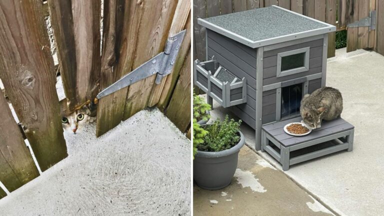 Pennsylvania Man Lures Feral Cat Into His Home, And What She Brings Changes His Life For Good