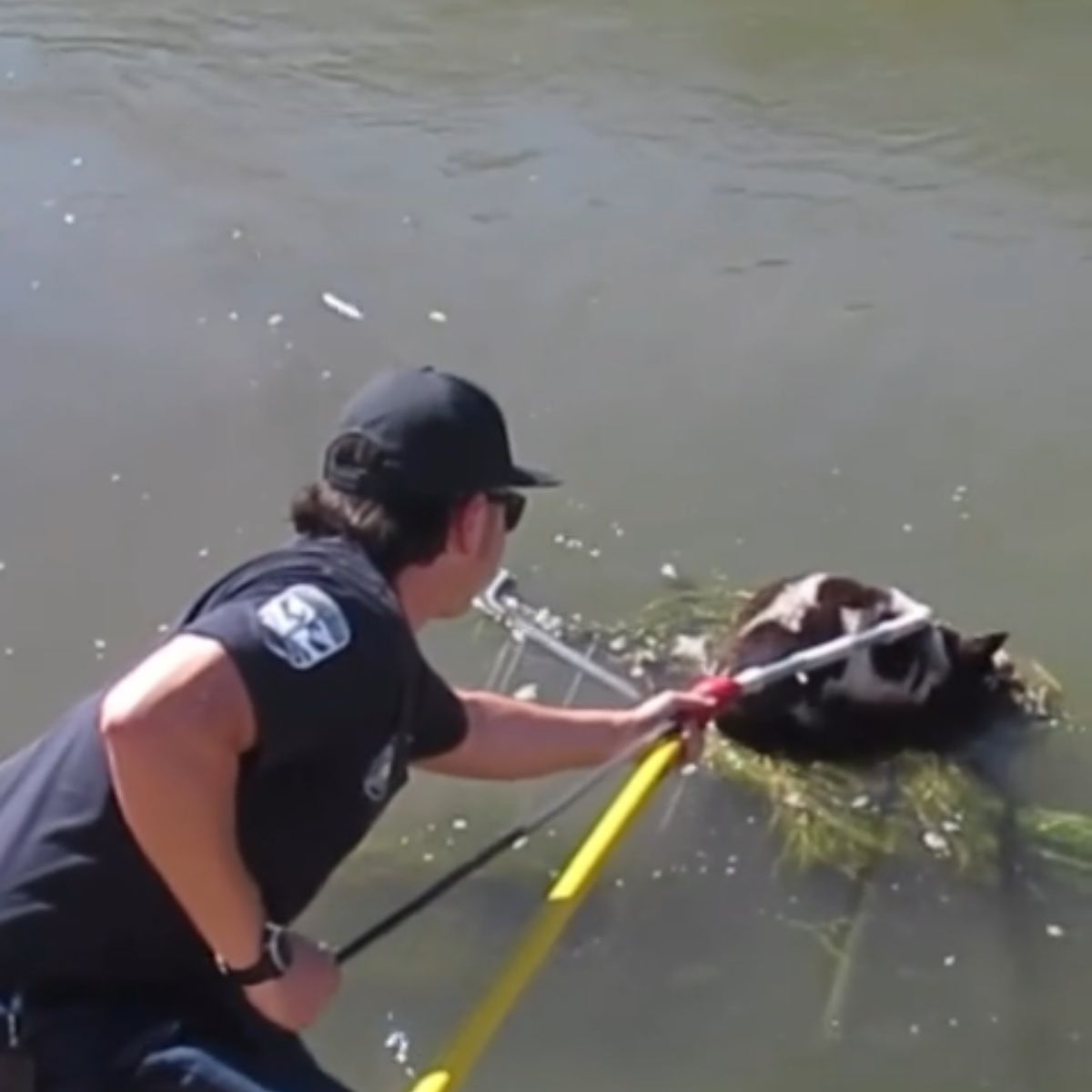 man saving a dog in water