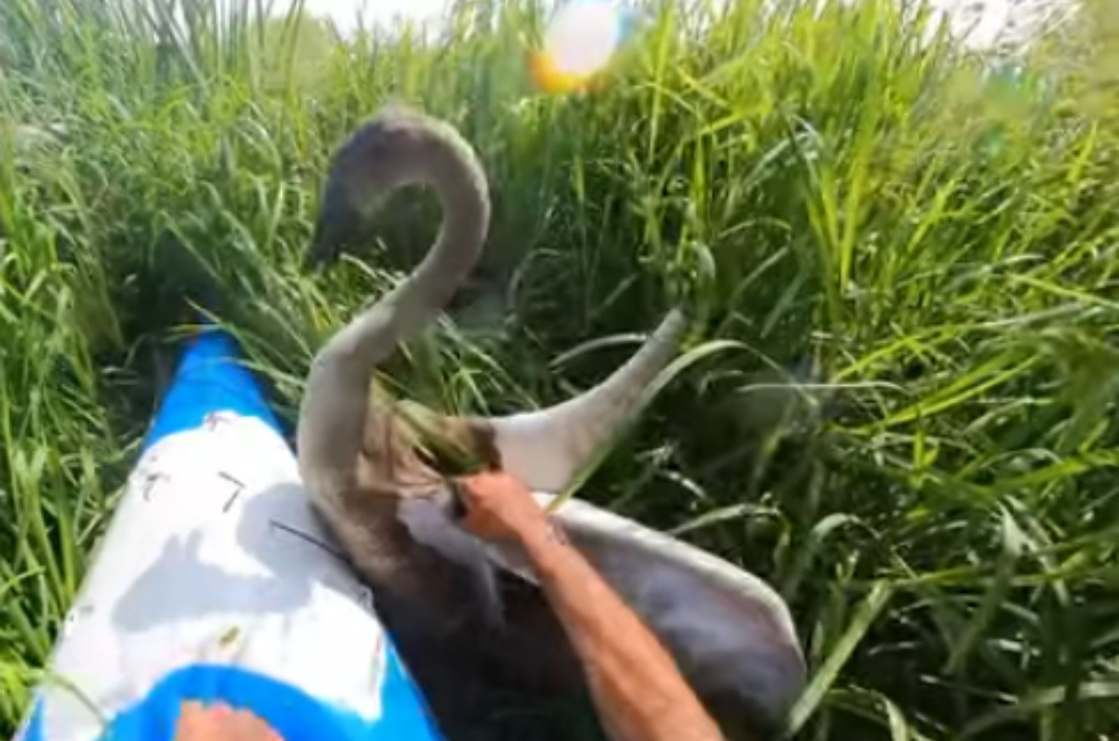 man saving a swan