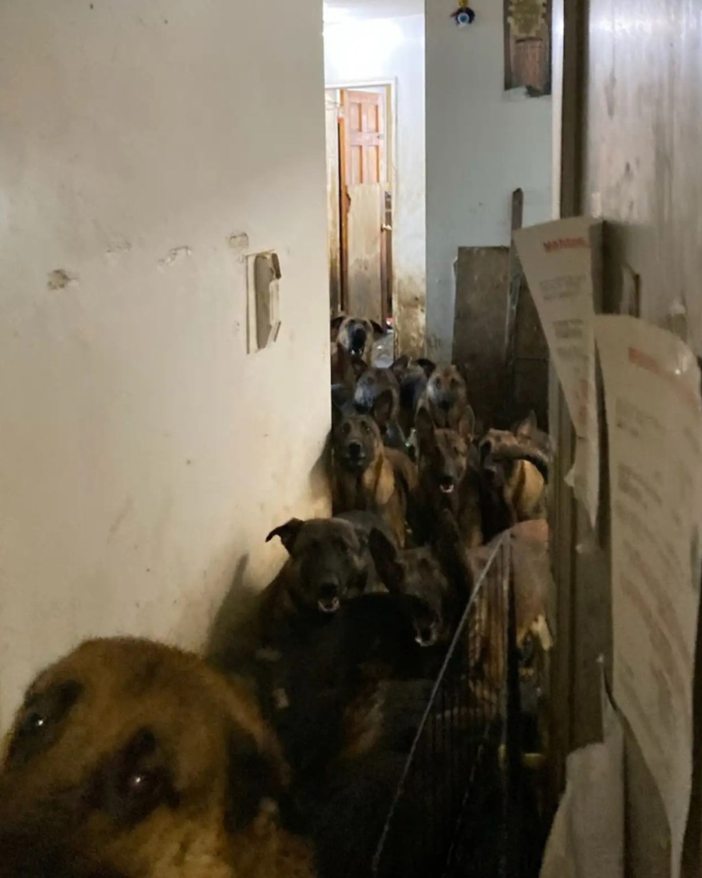 many dogs in house