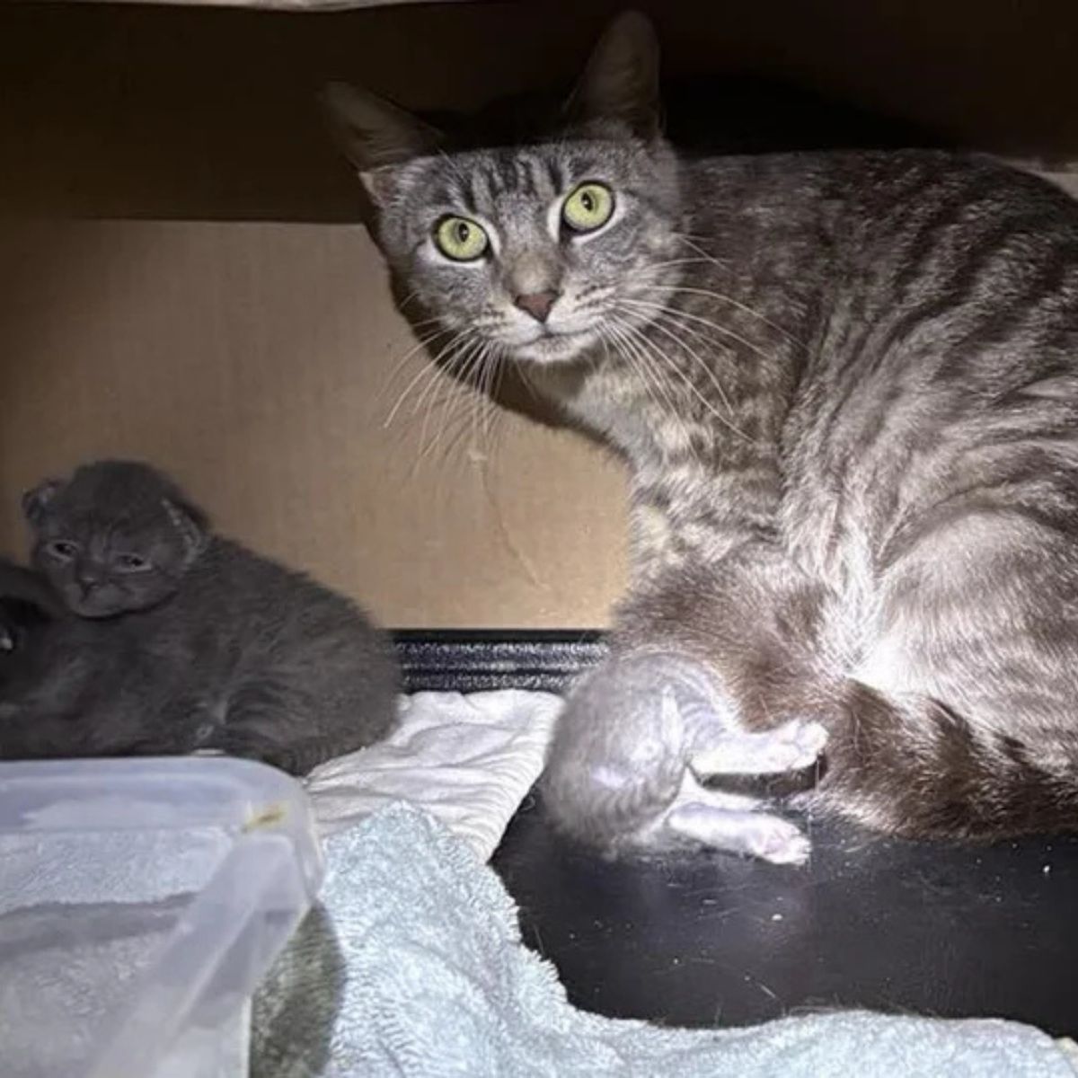 mother cat and kittens