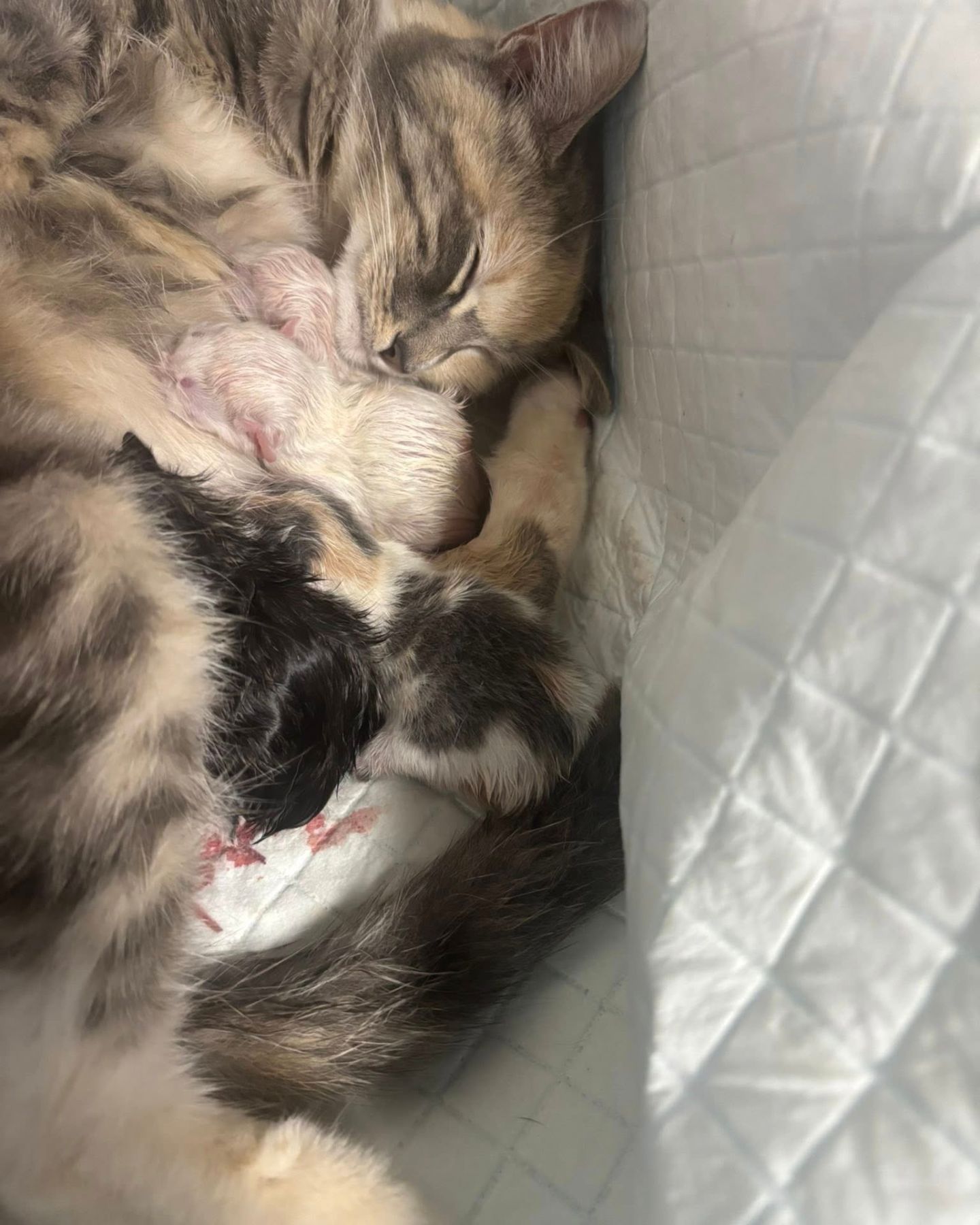mother cat and kittens
