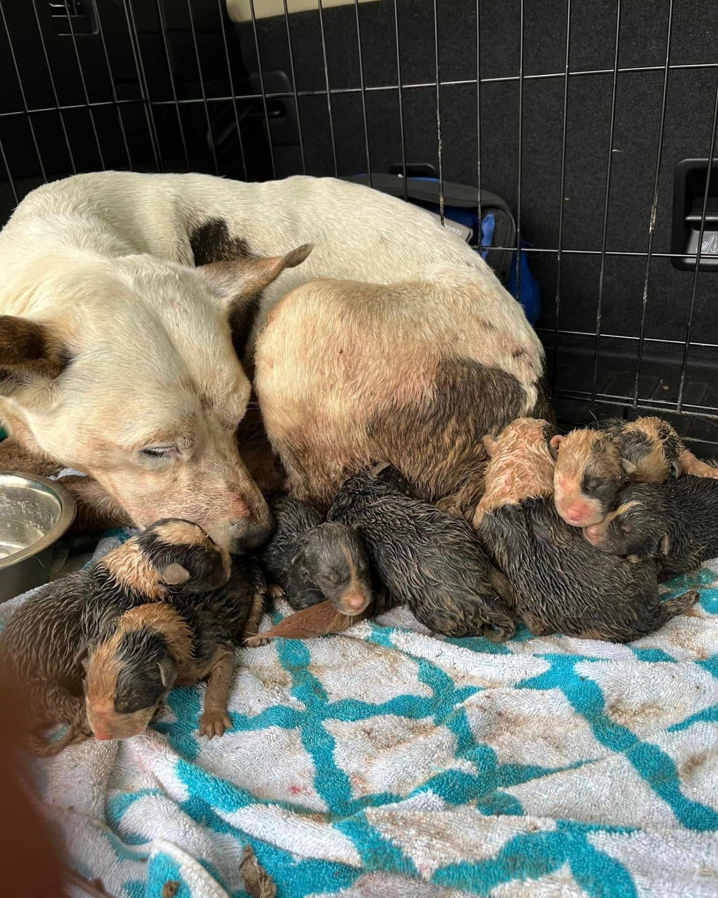 mother dog and newborn puppies