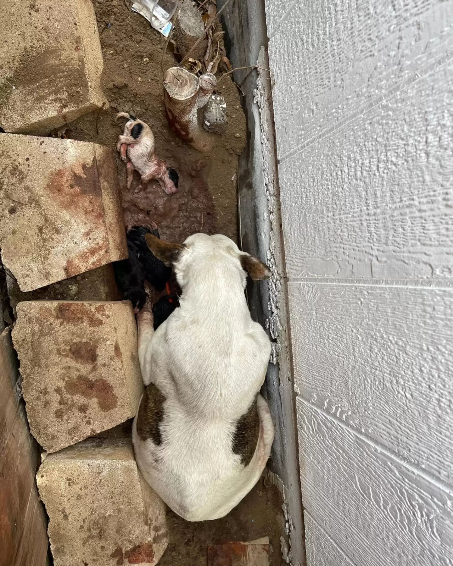 mother dog and newborns in mud