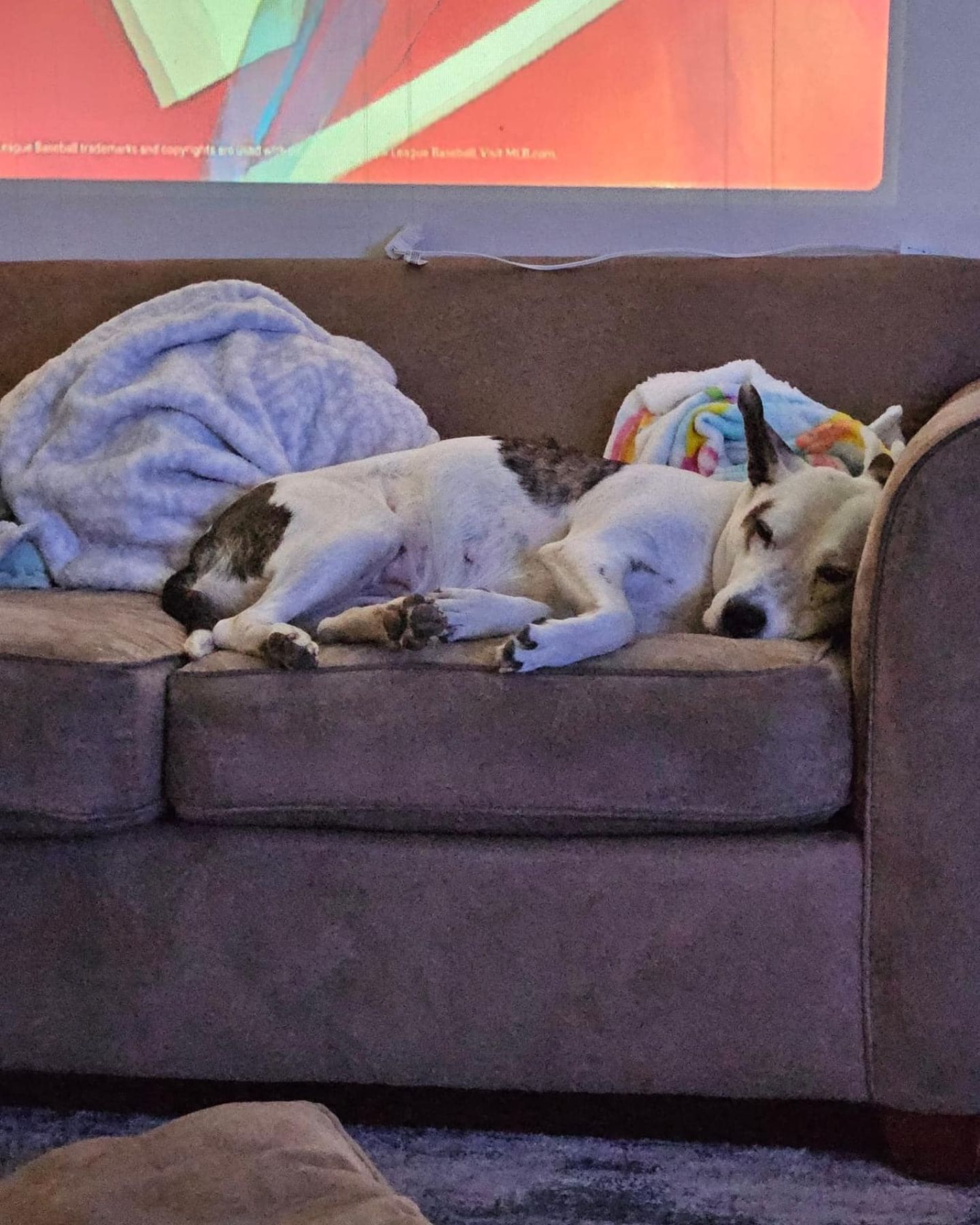 mother dog sleeping on couch