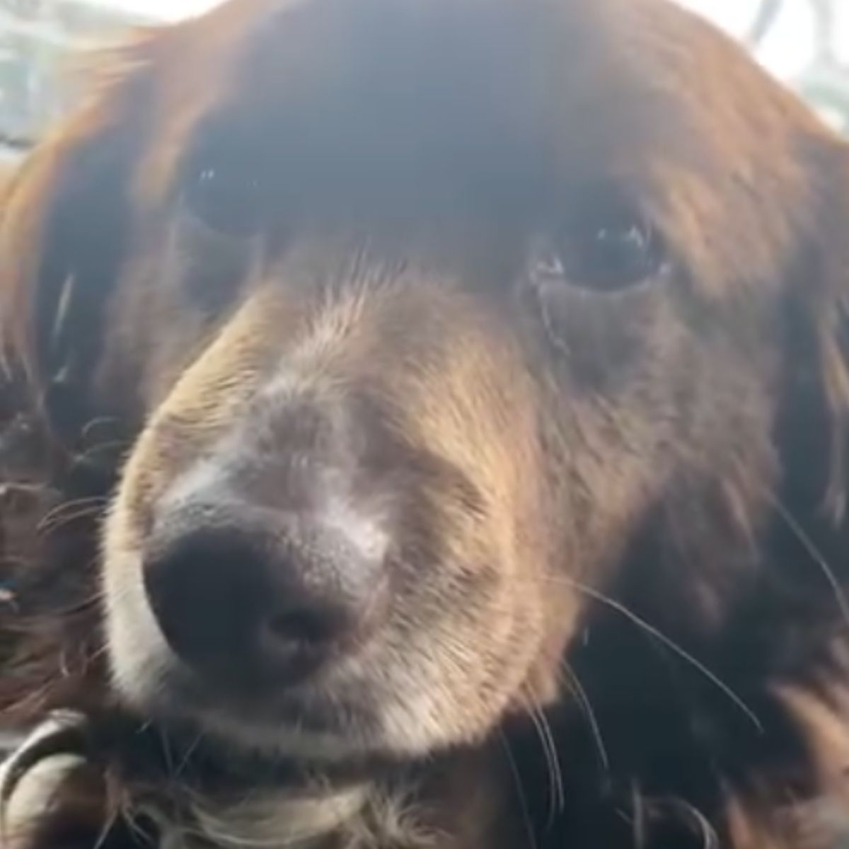 neglected brown dog
