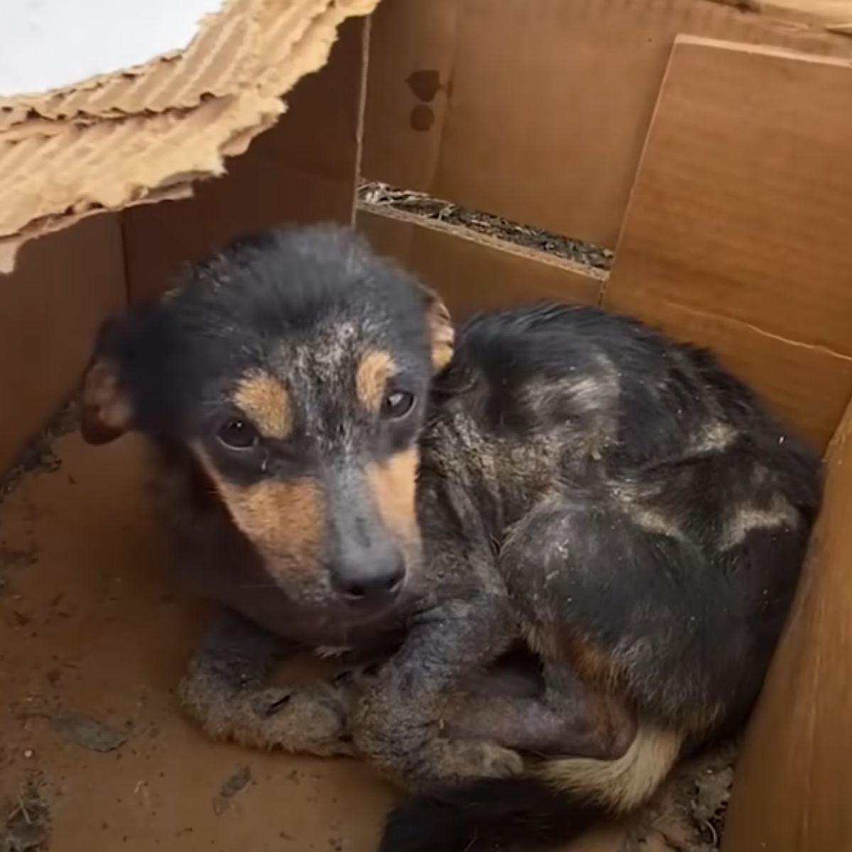 neglected dog in box