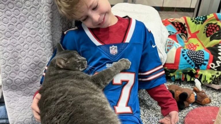 New York Shelter Cat Hugs Every Visitor, Desperate For A Place To Call Home