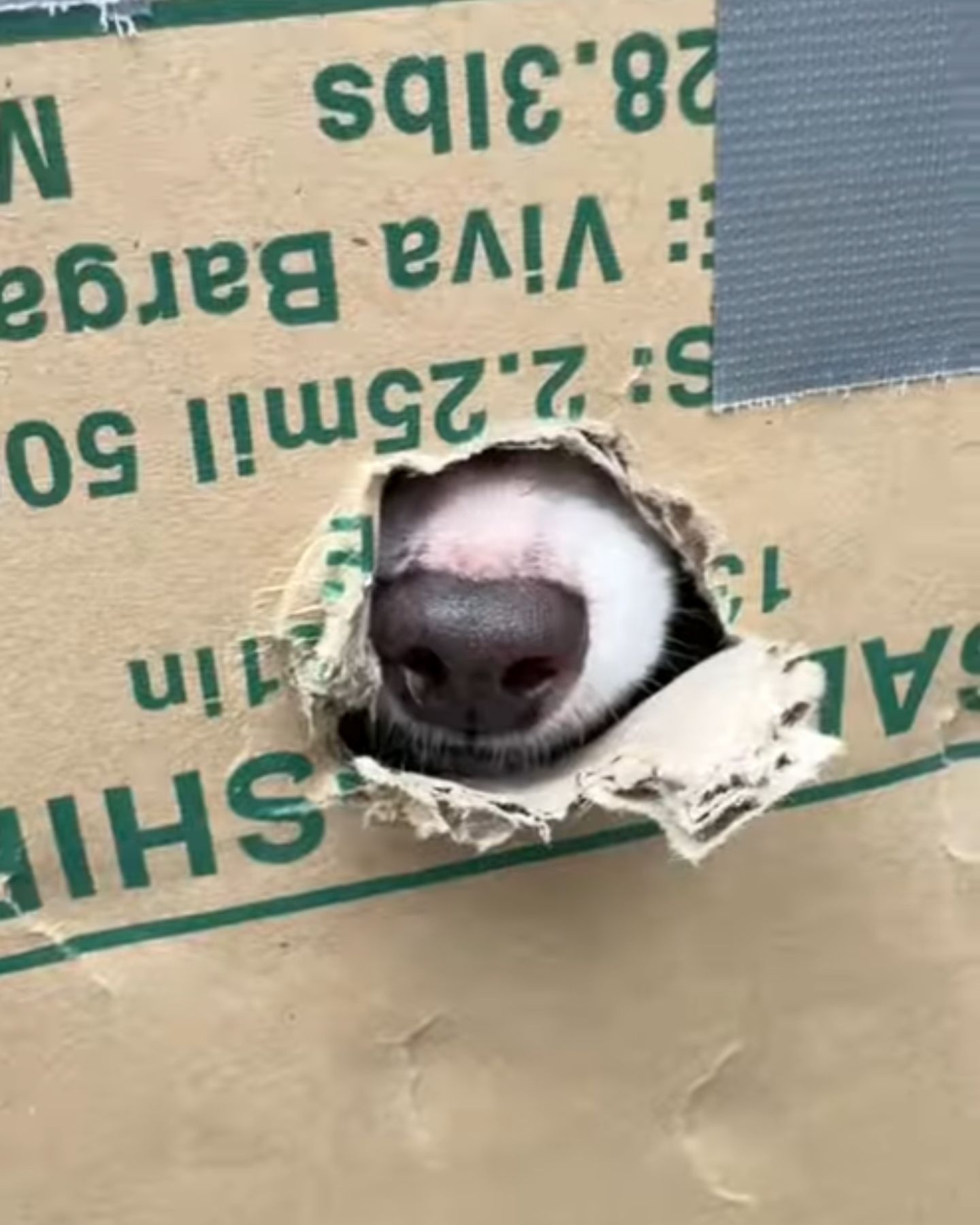 nose in box