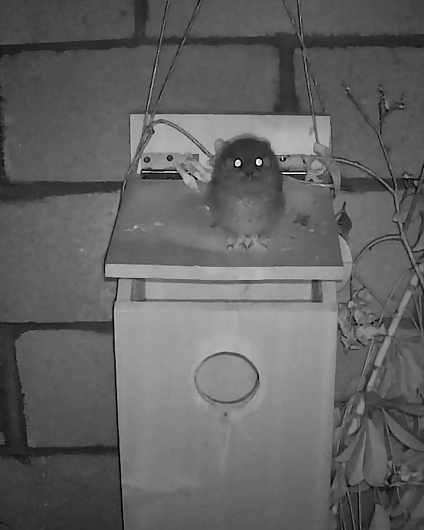 owl on camera