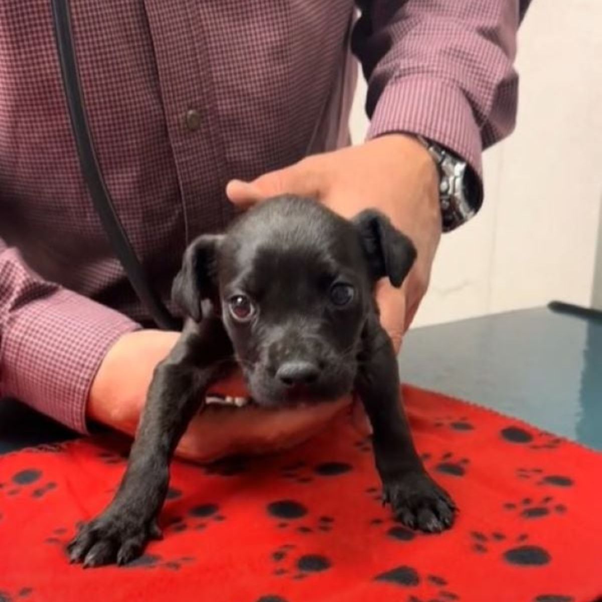 owner and tiny black puppy