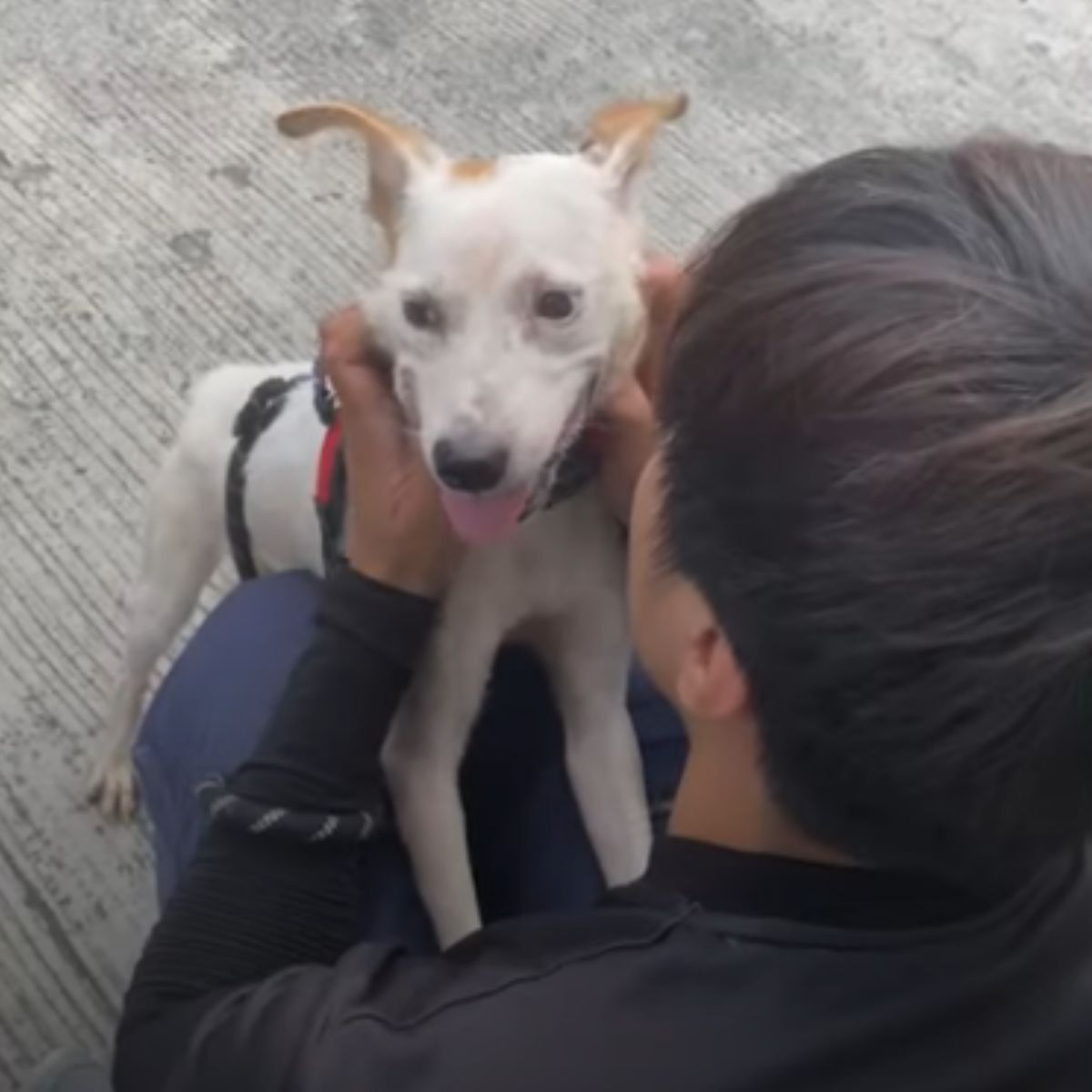 owner and white dog