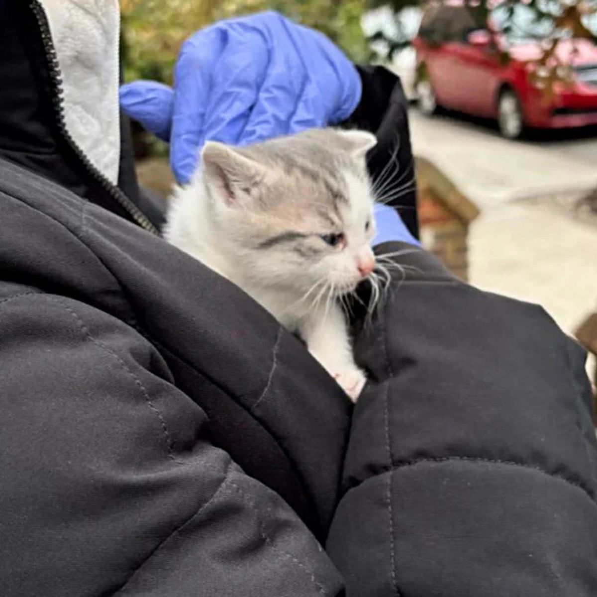 owner holding a tiny kitten