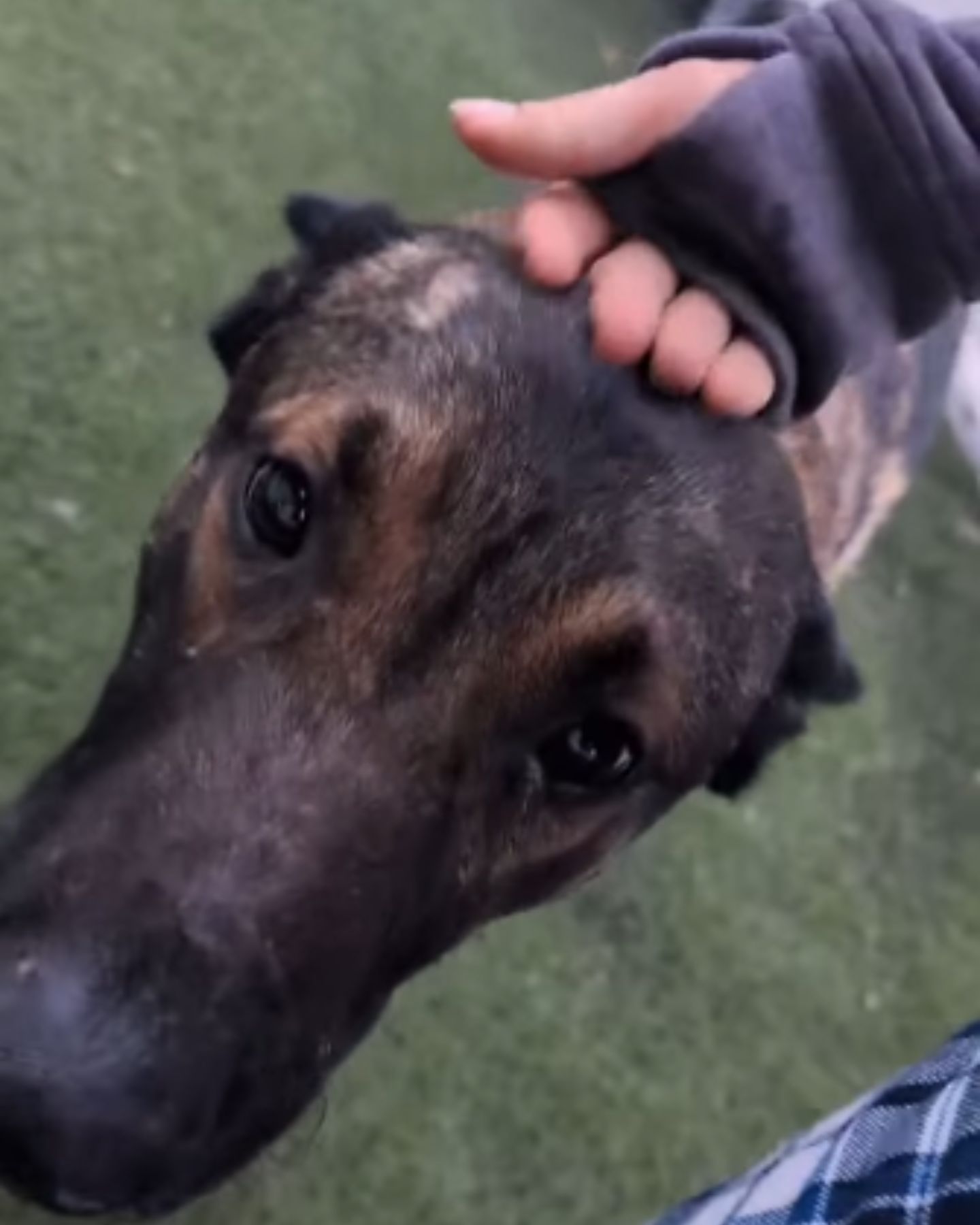 owner petting his dog