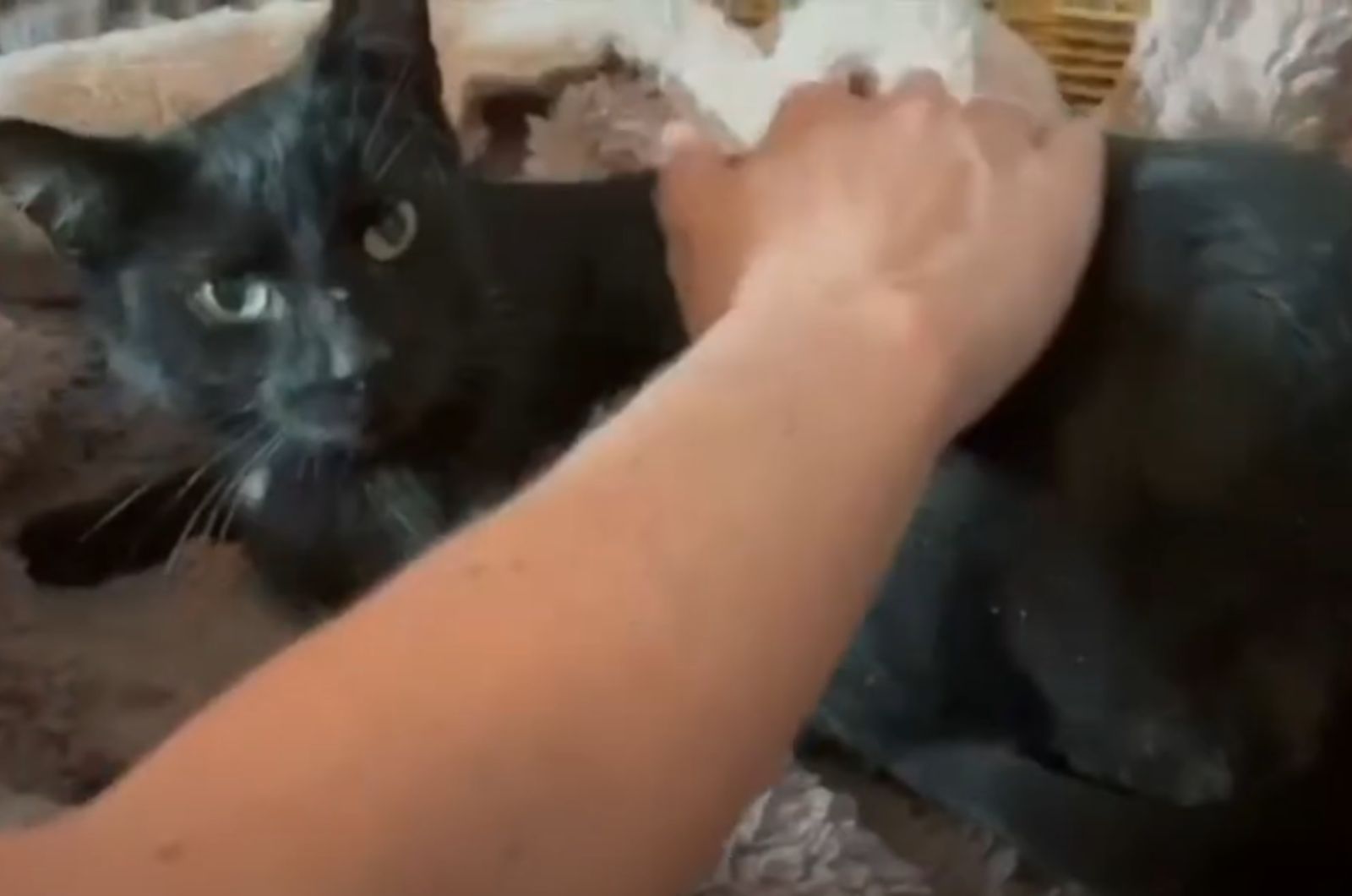 owner petting pregnant cat