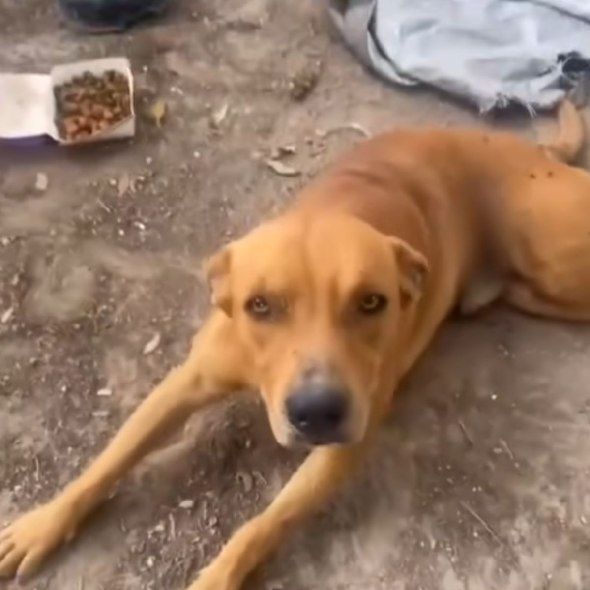 paralyzed brown dog