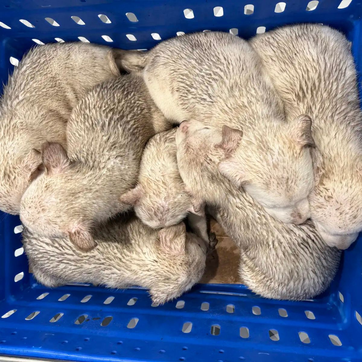 puppies in blue basket