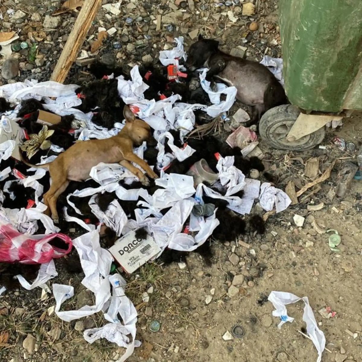 puppies in trash