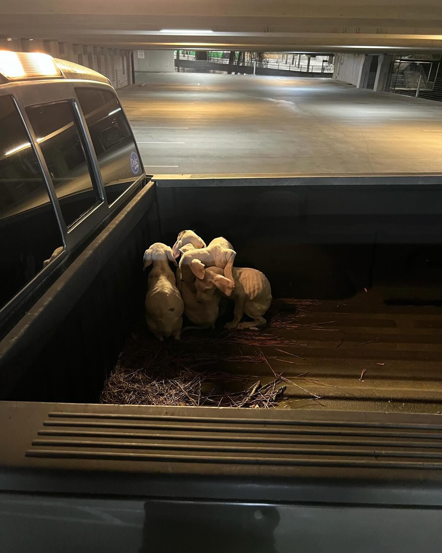 puppies in truck
