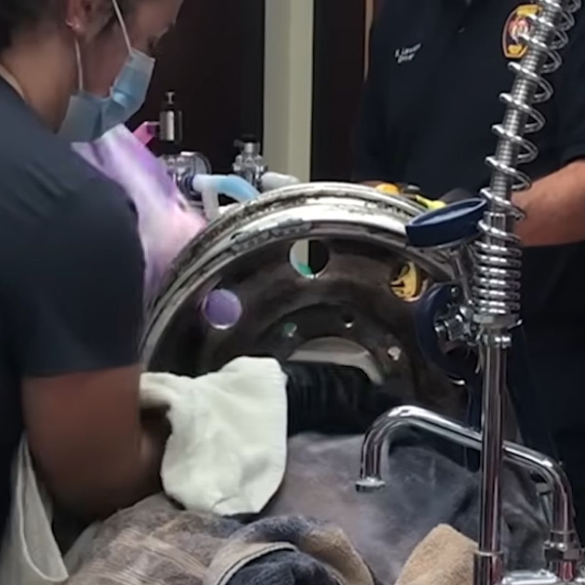 rescuers saving a dog