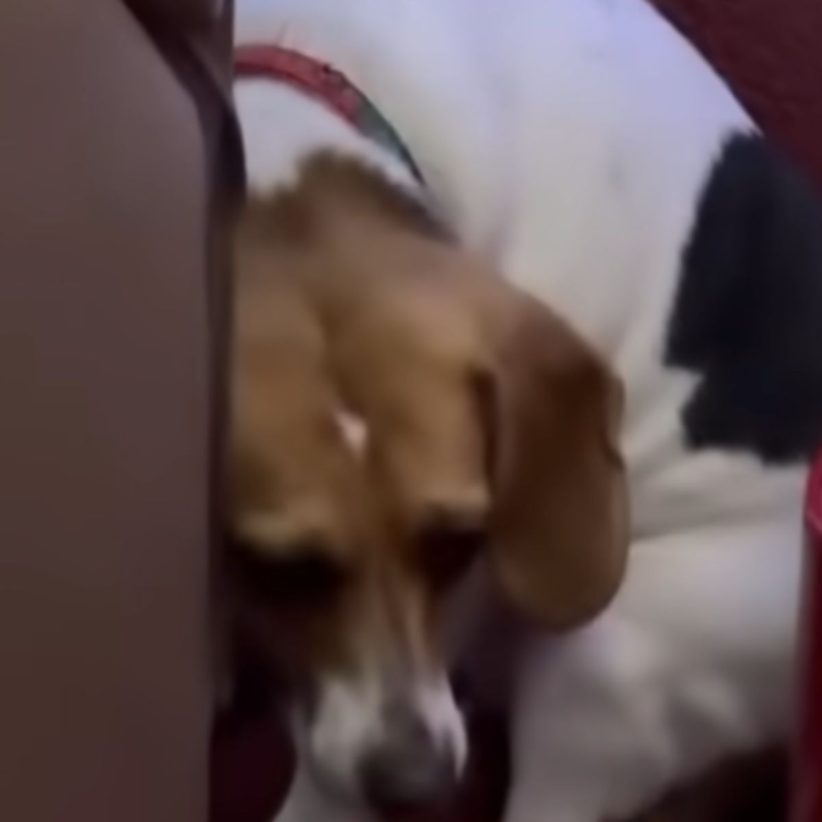 scared dog