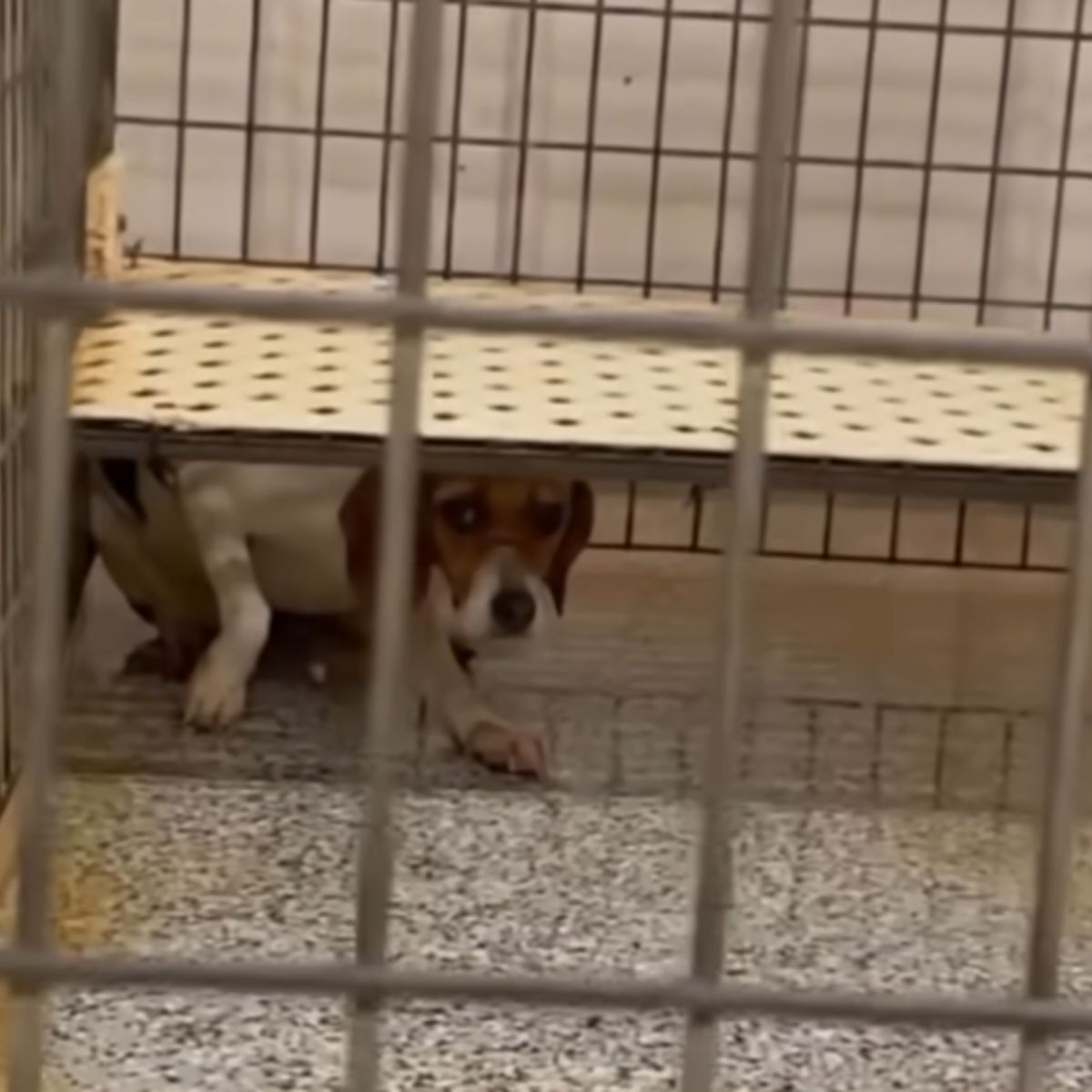 scared test dog