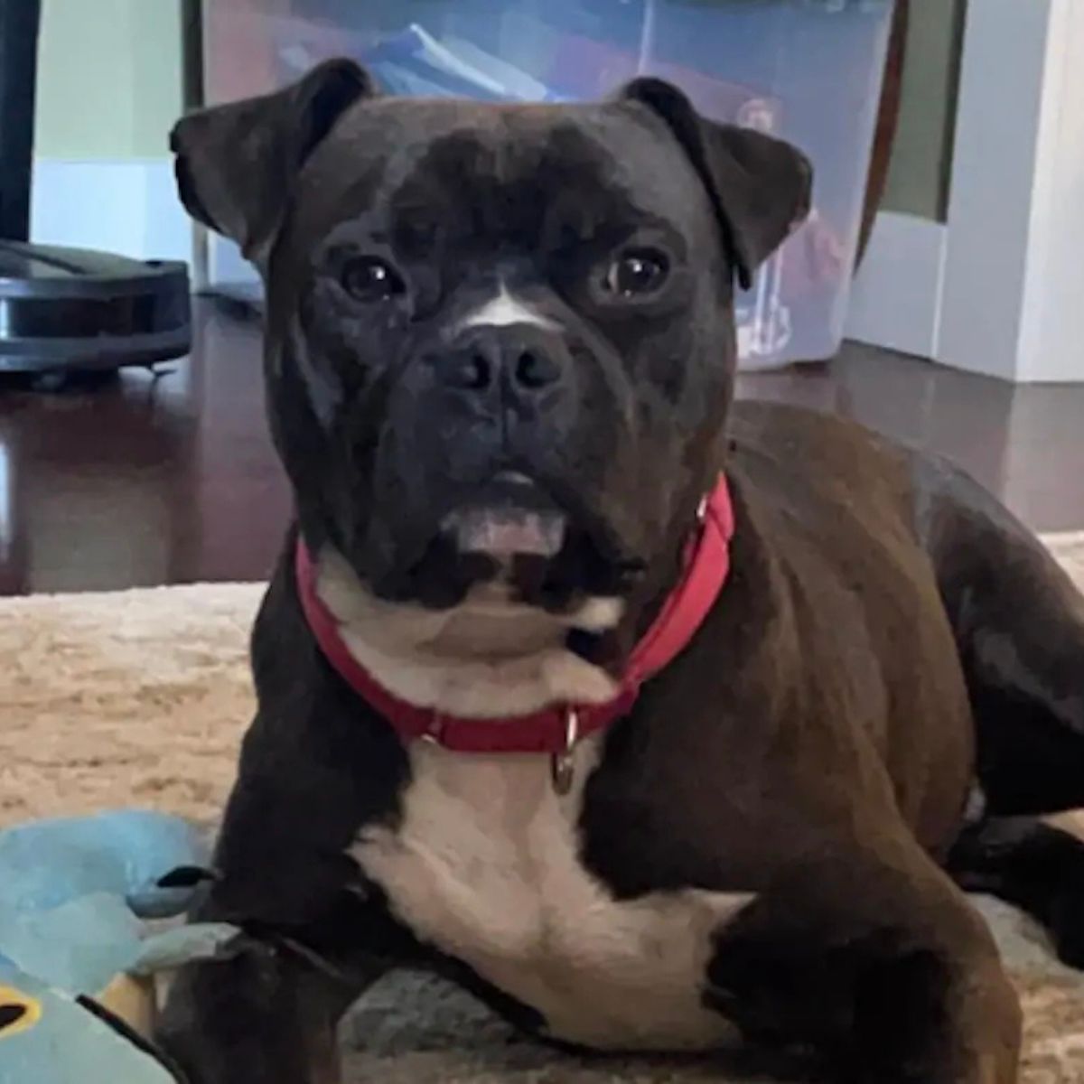 senior black dog