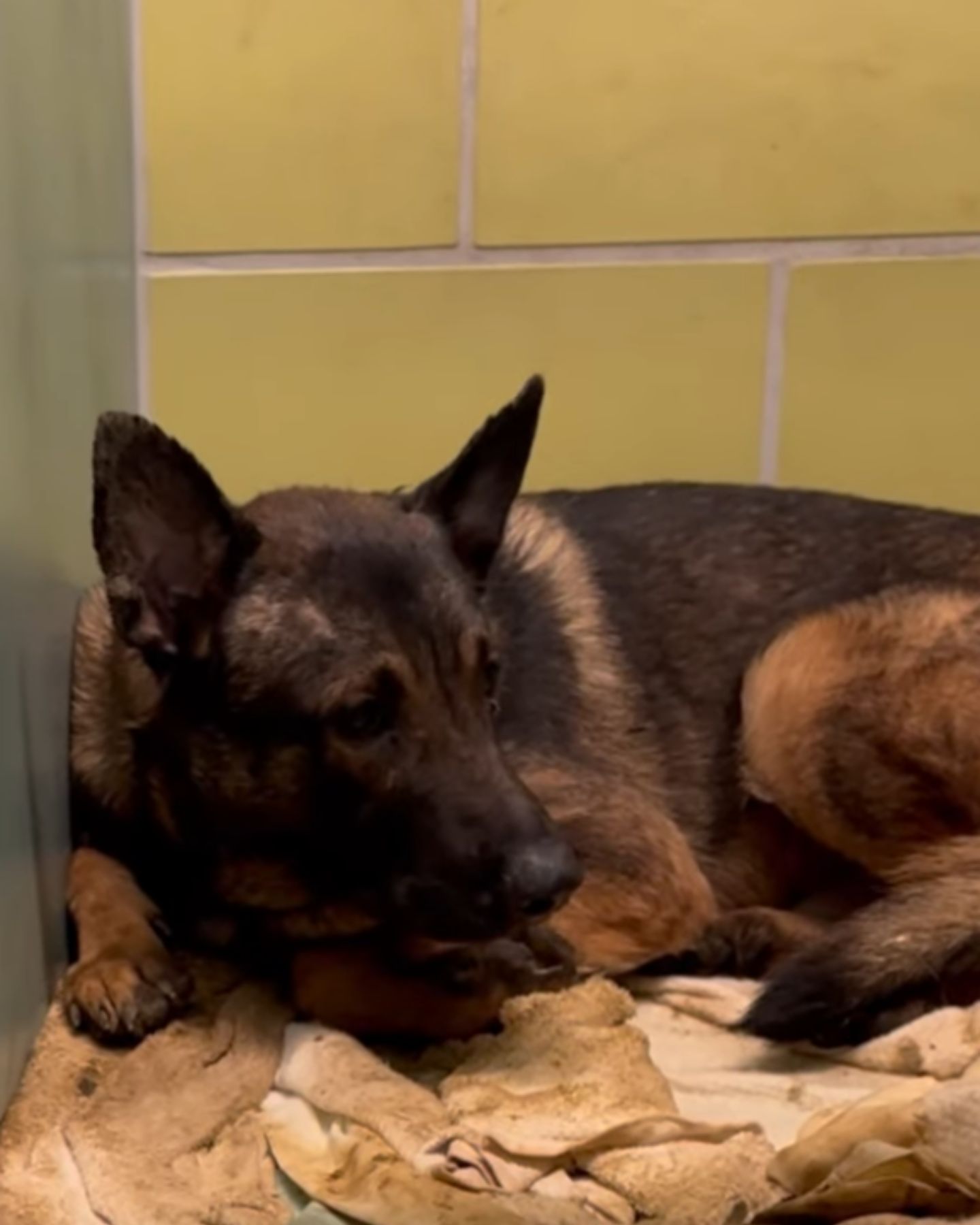 senior dog laying down