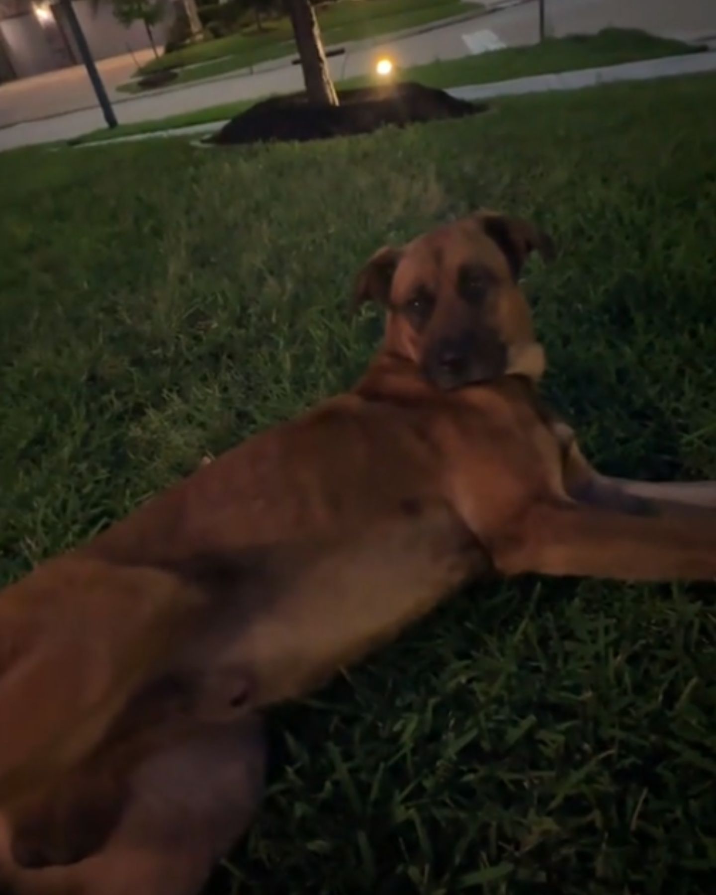 senior dog laying on the grass