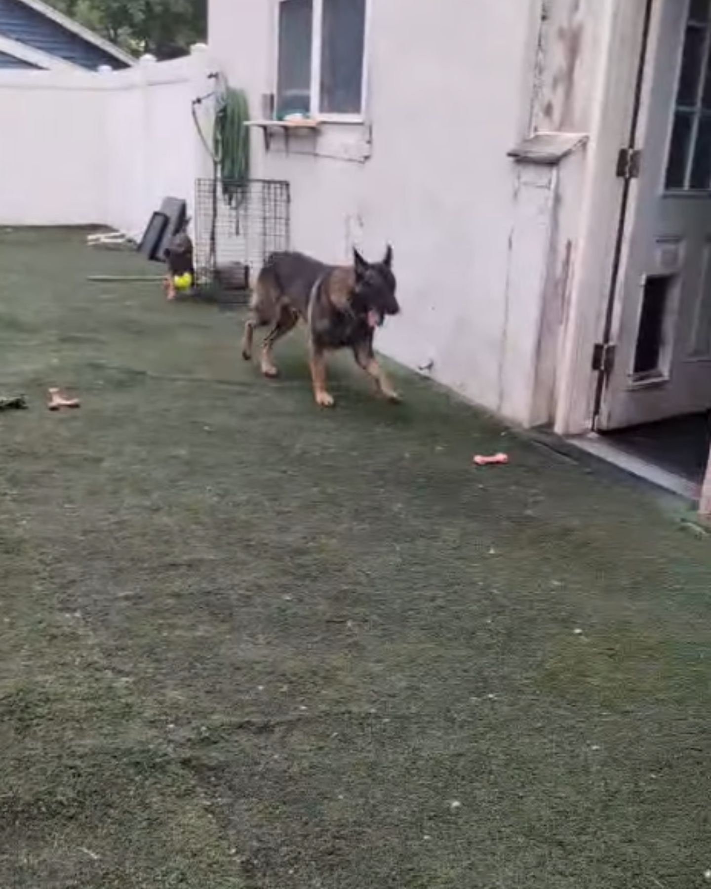 senior dog playing outside