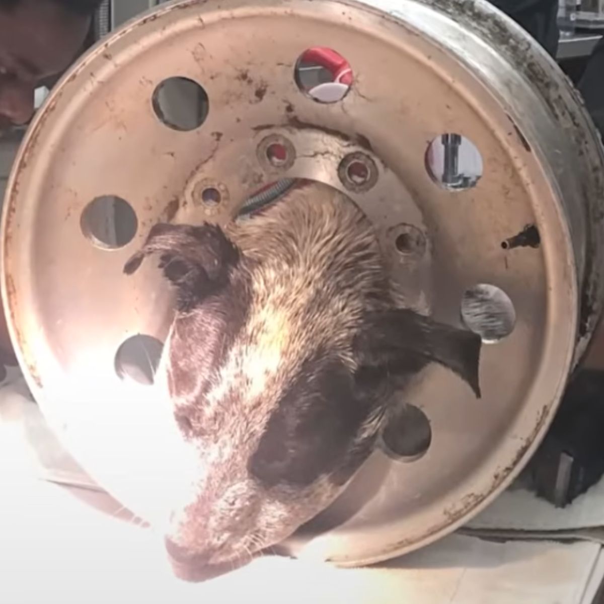senior dog stuck in rim