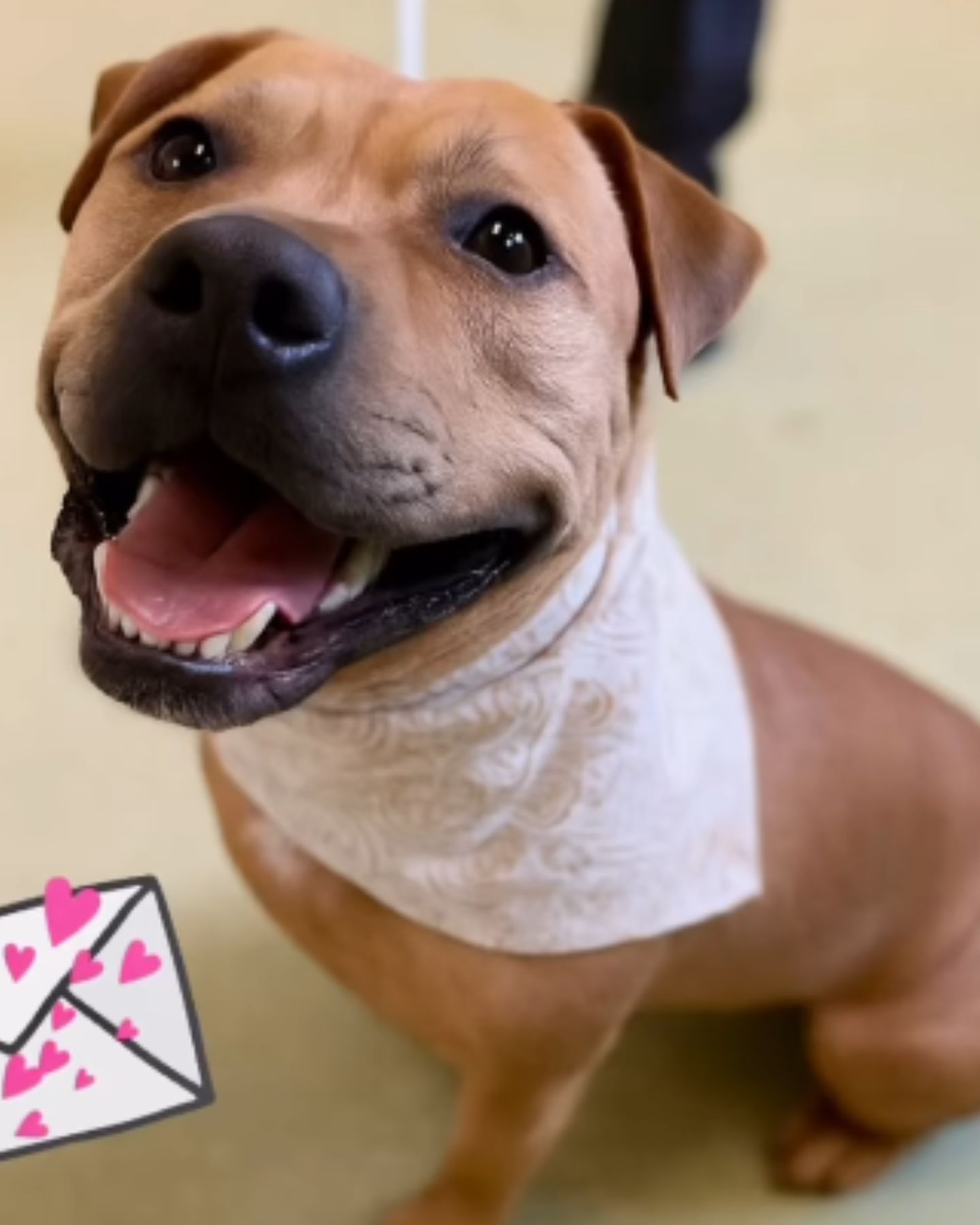 shelter dog