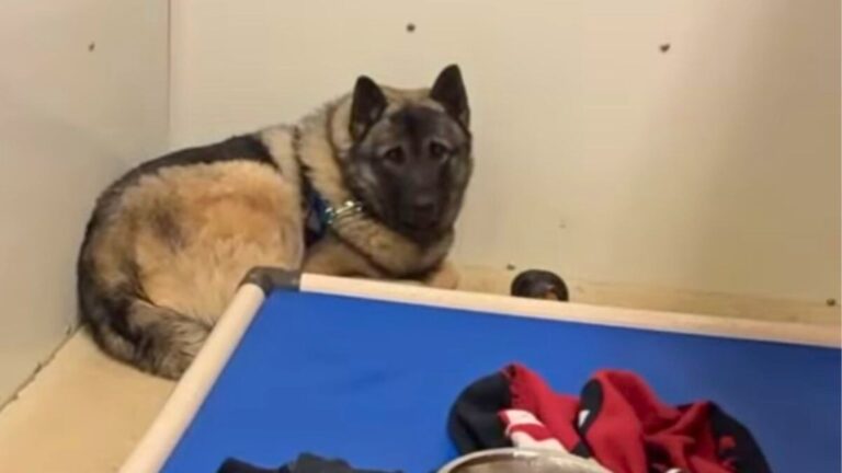 Pennsylvania Shelter Dog With The Saddest Eyes Can’t Stop Shaking