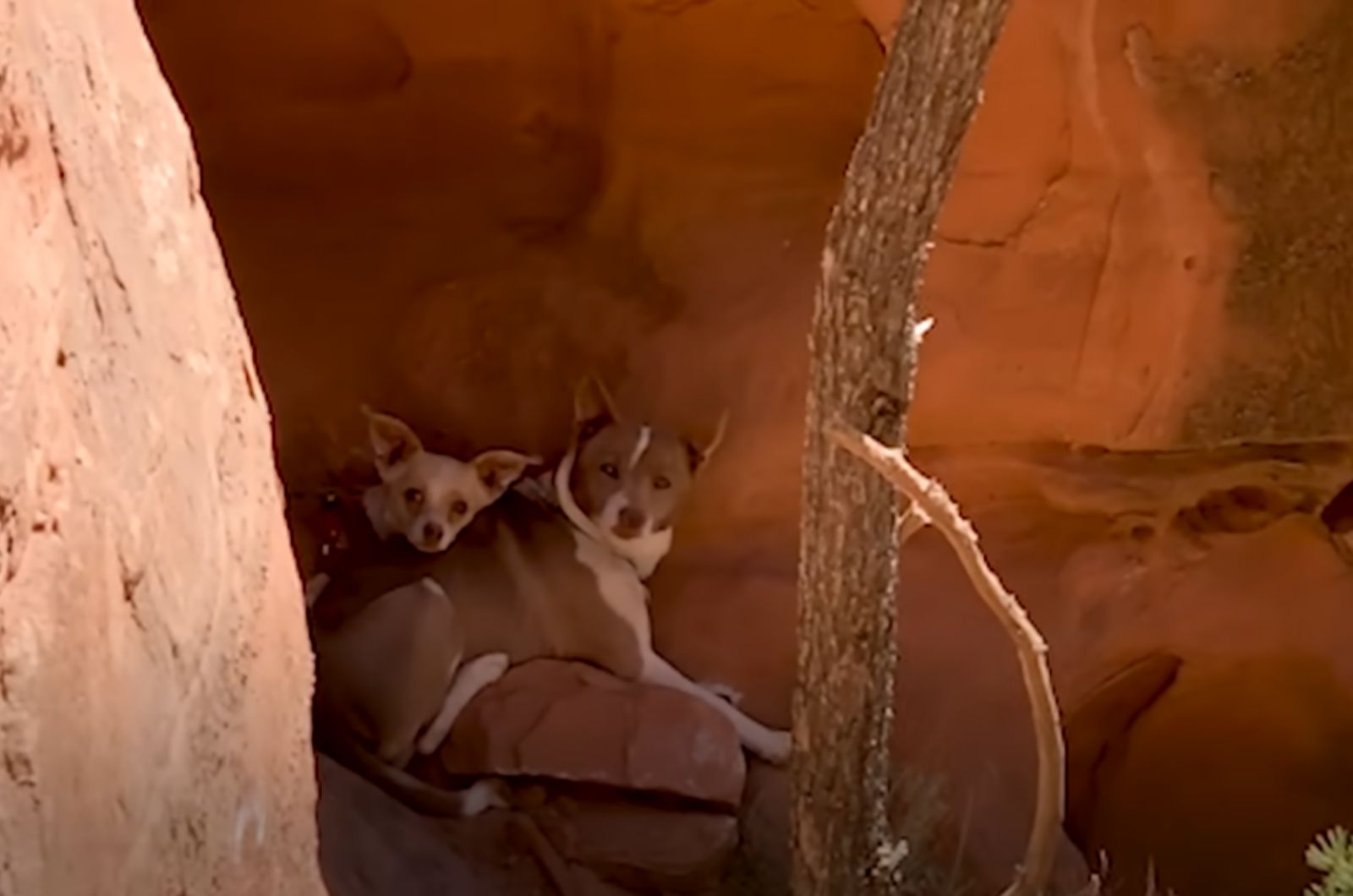 stranded dogs