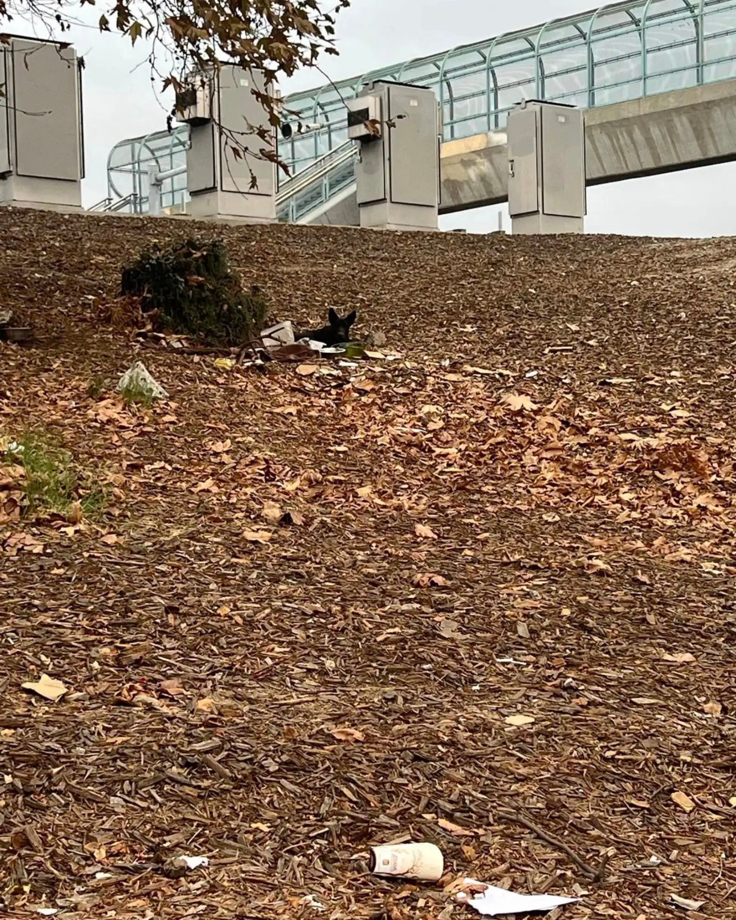 stray black dog laying down