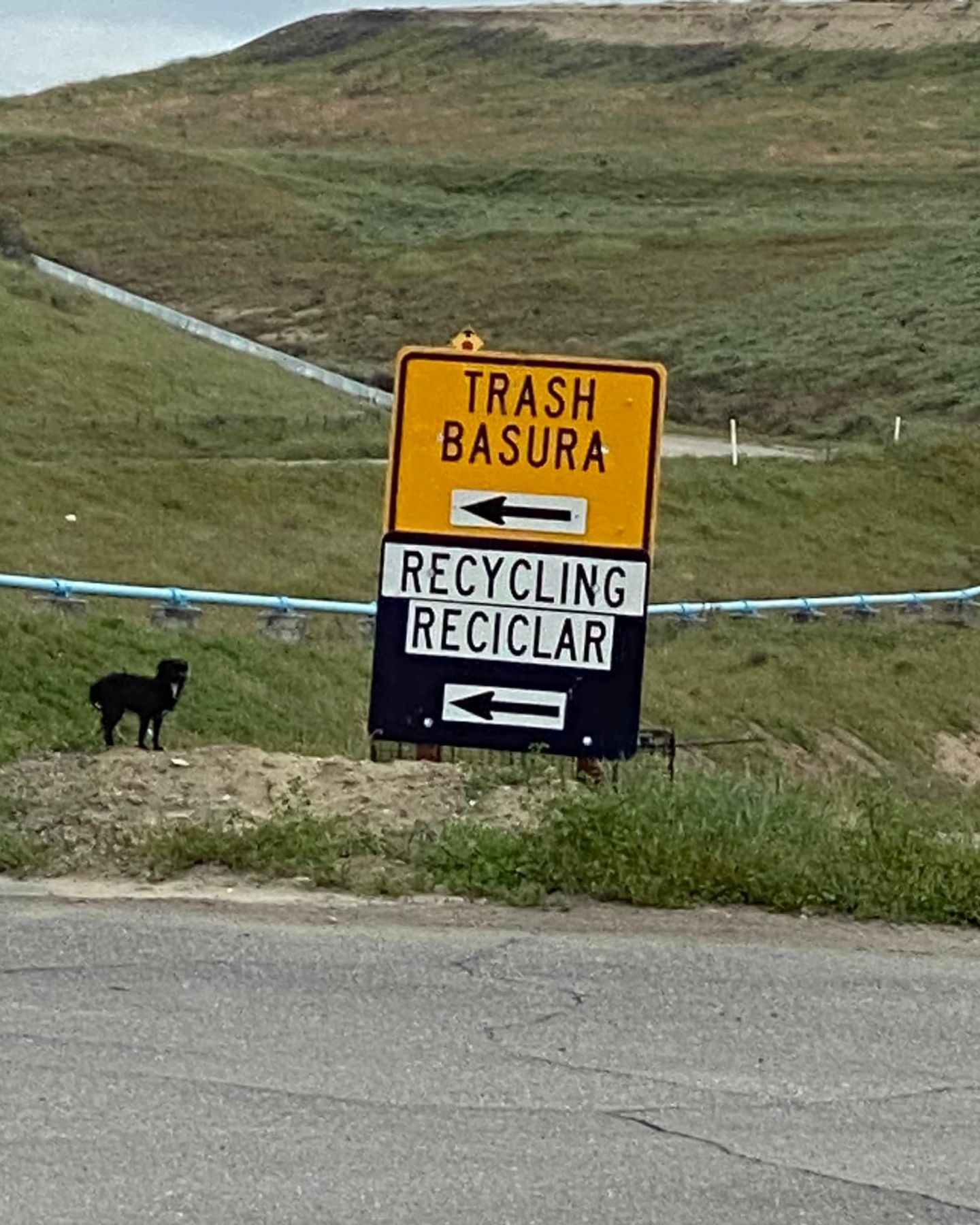 stray black dog