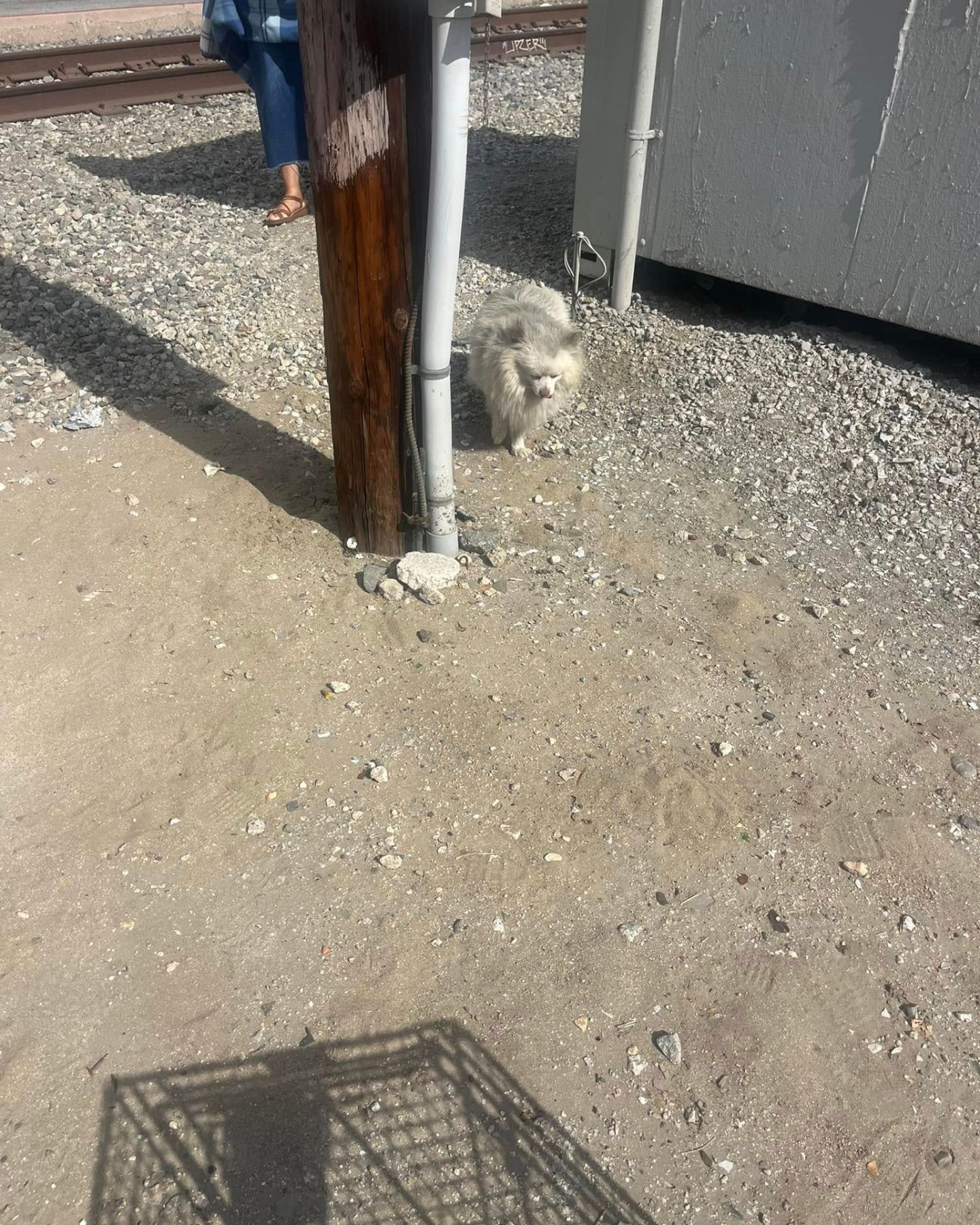 stray gray dog