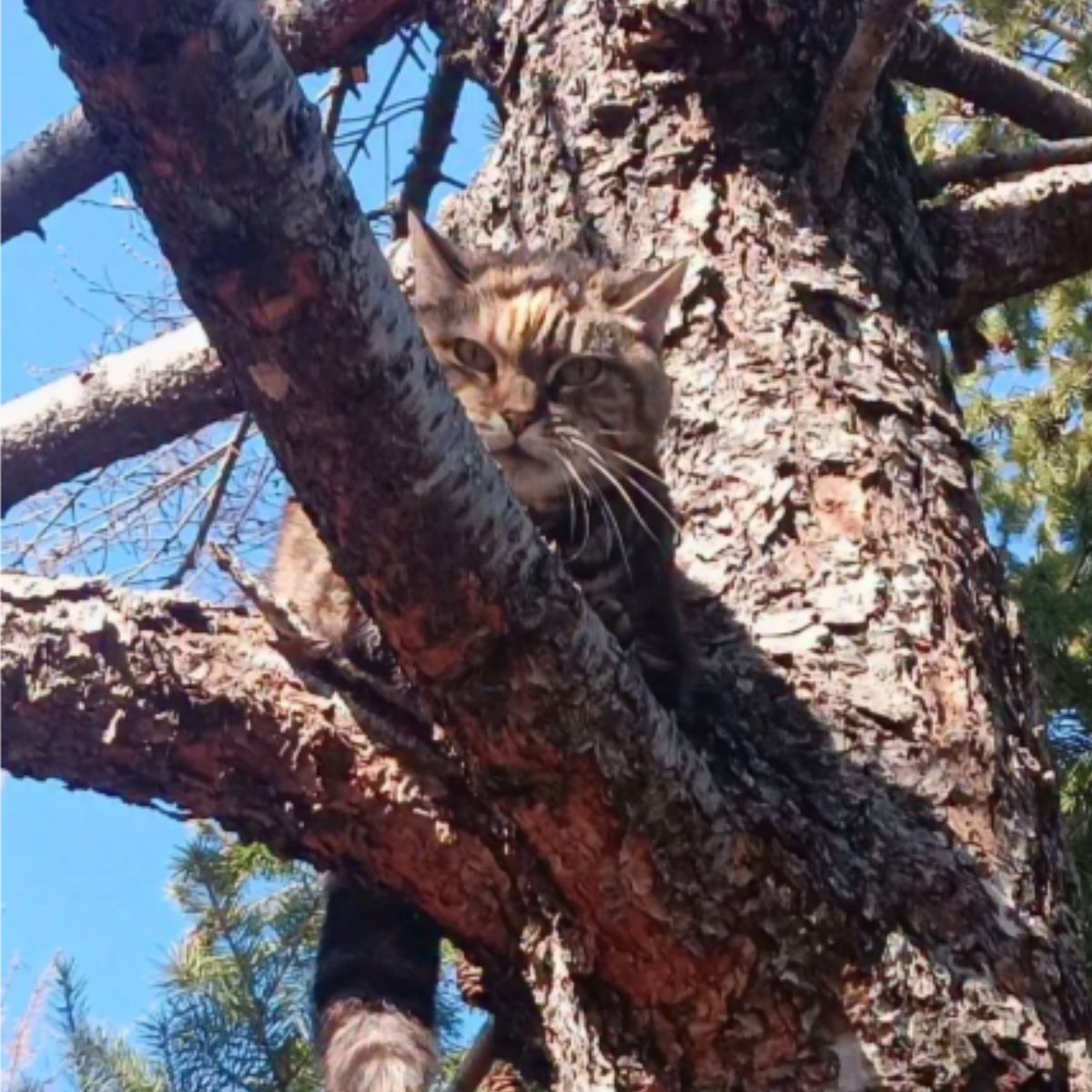 stuck cat on a tree