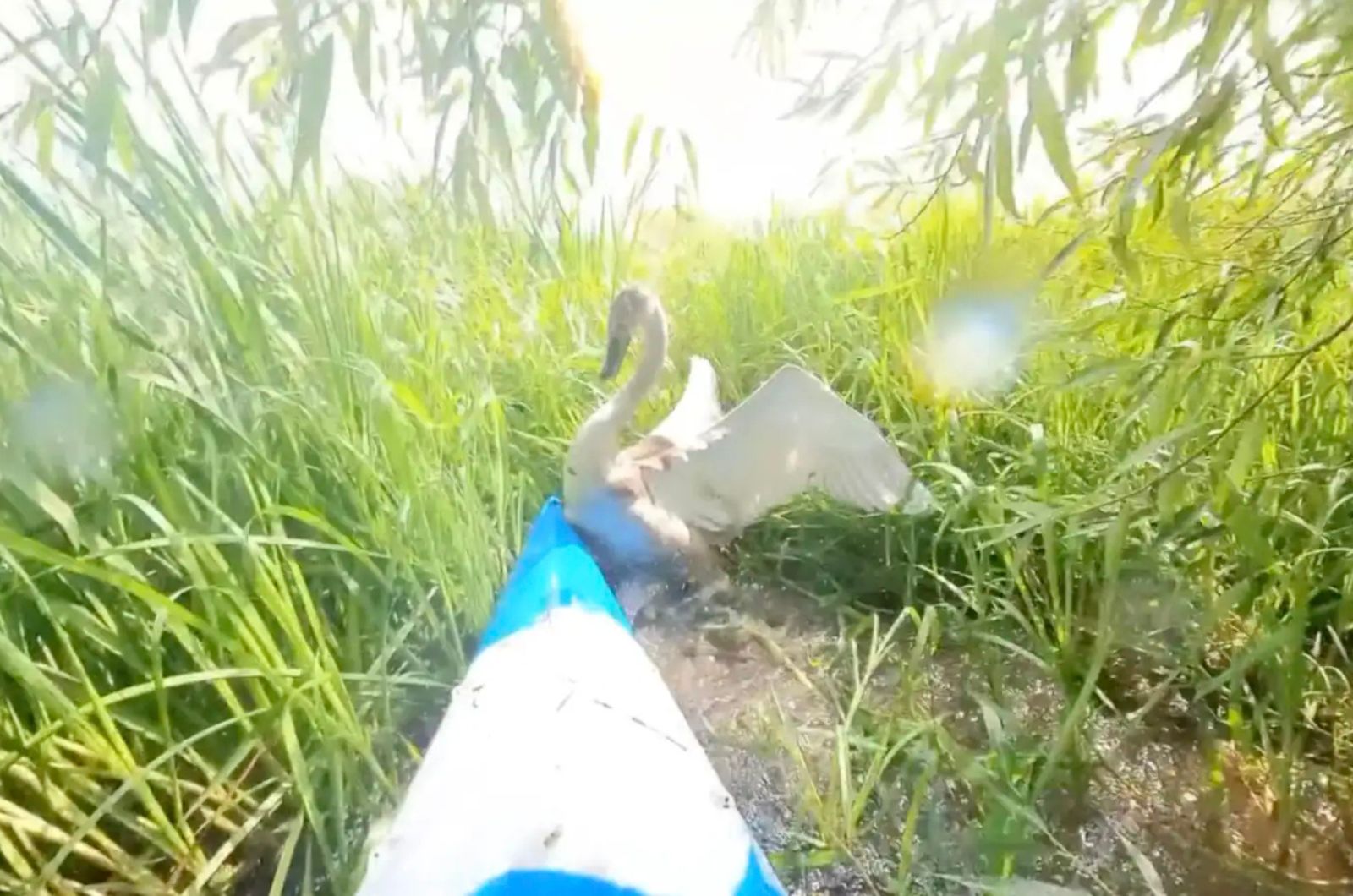 stuck swan