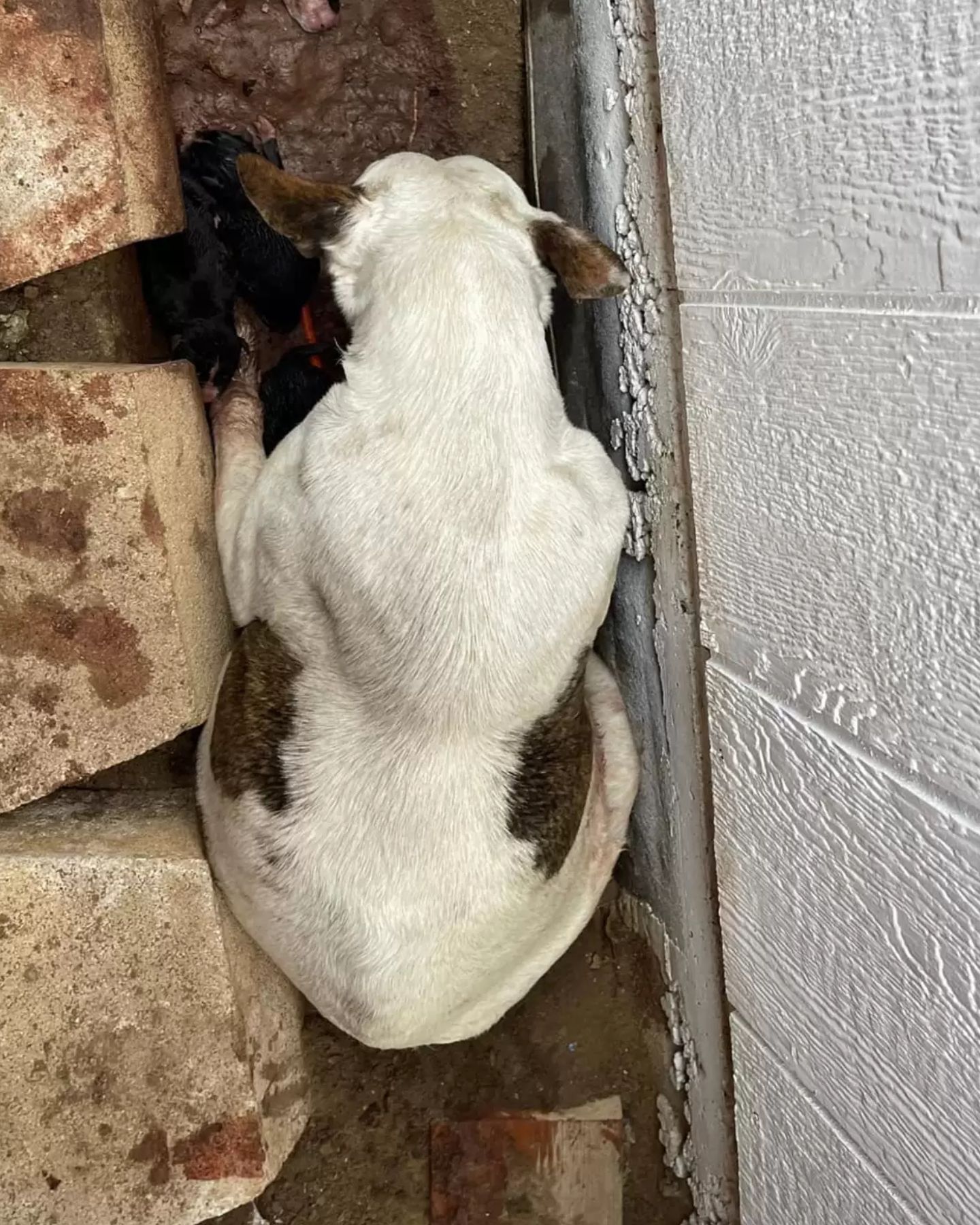 stuck white dog