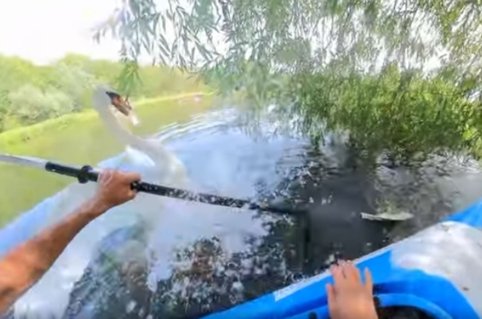 swan swimming