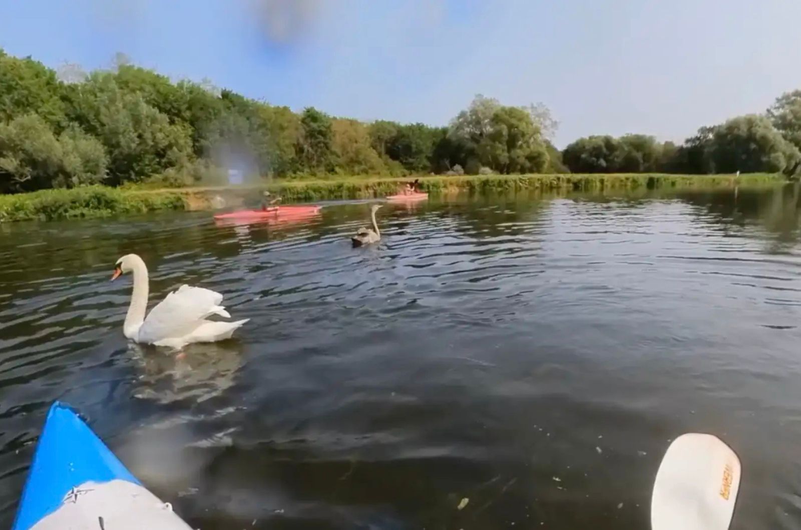 swans in lake
