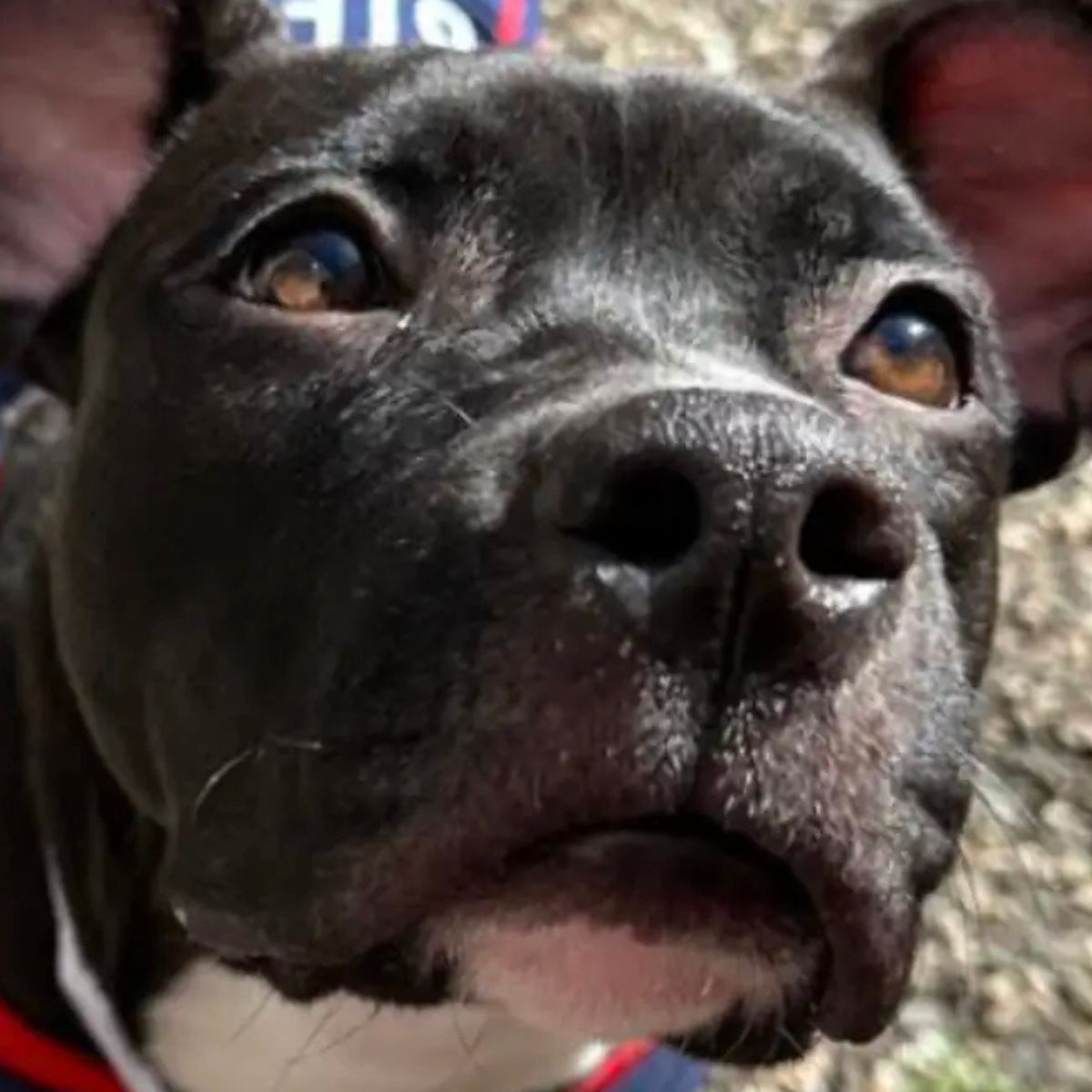 sweet black dog