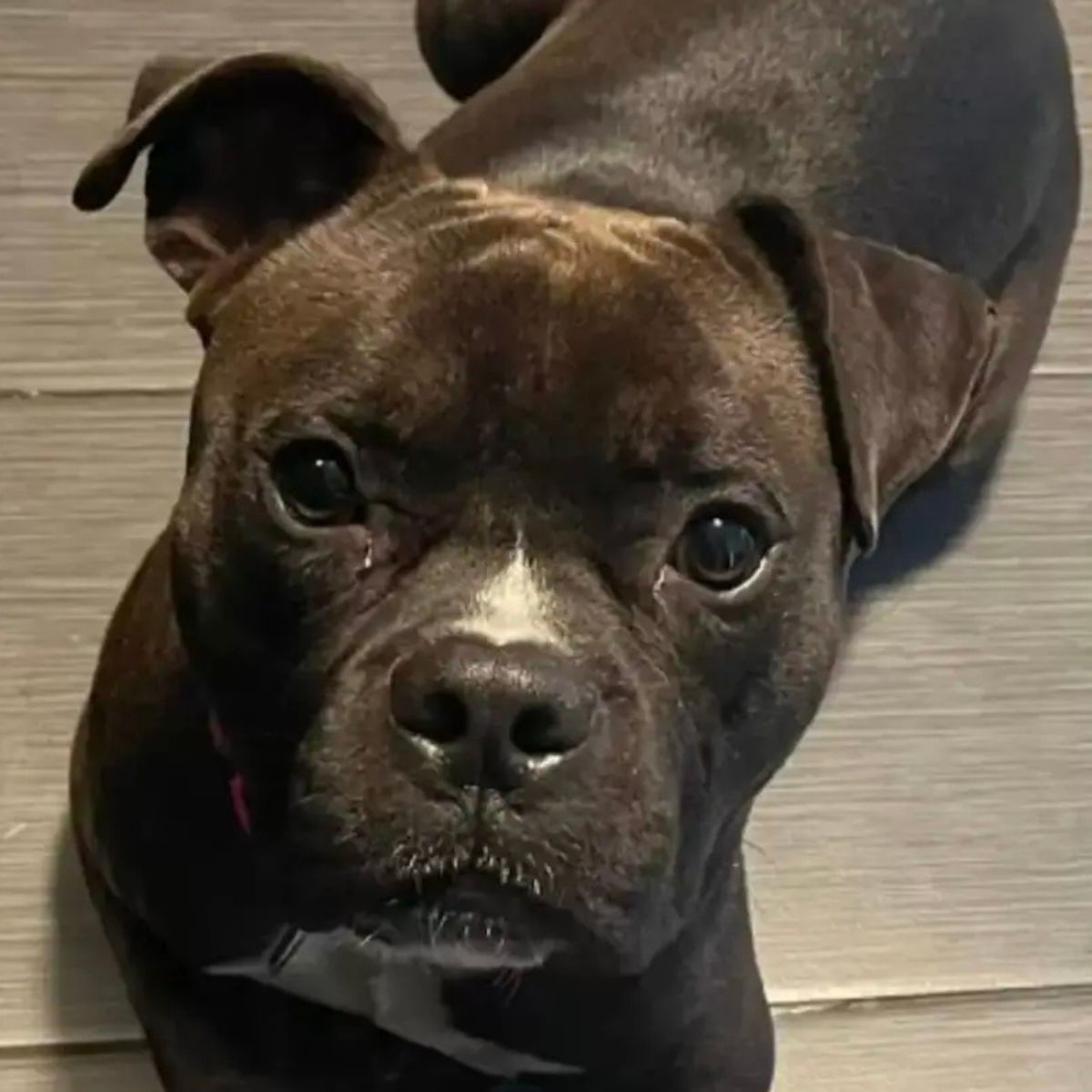 sweet black dog