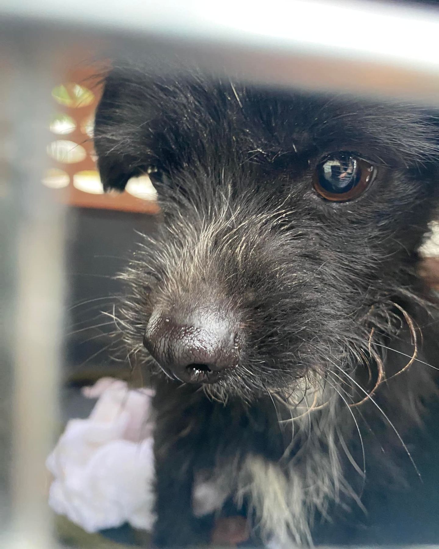 sweet black dog in crate
