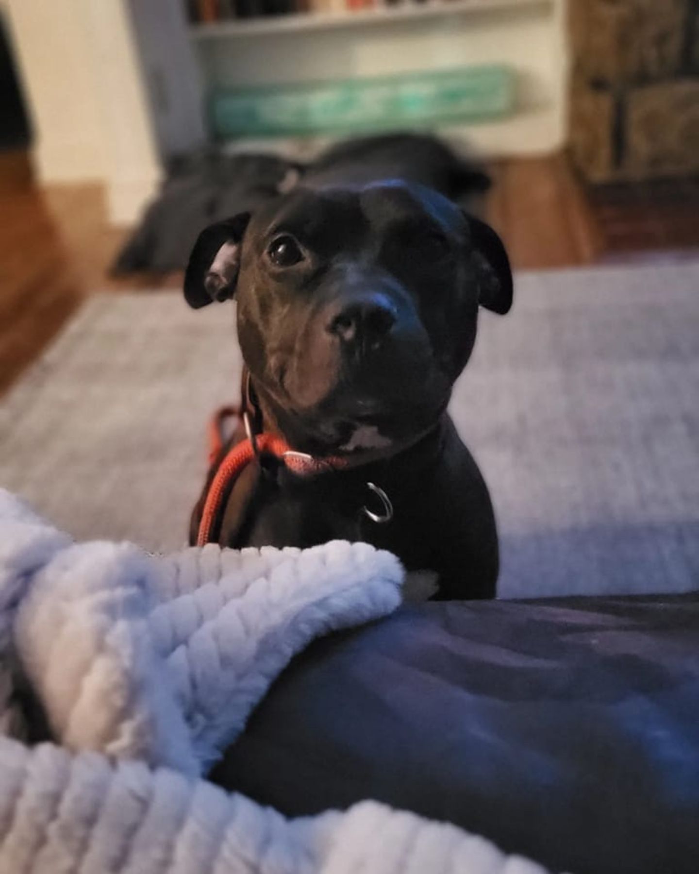 sweet black dog