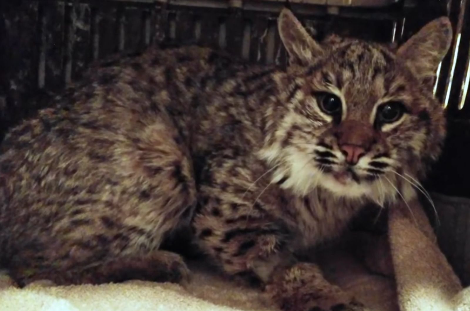sweet bobcat